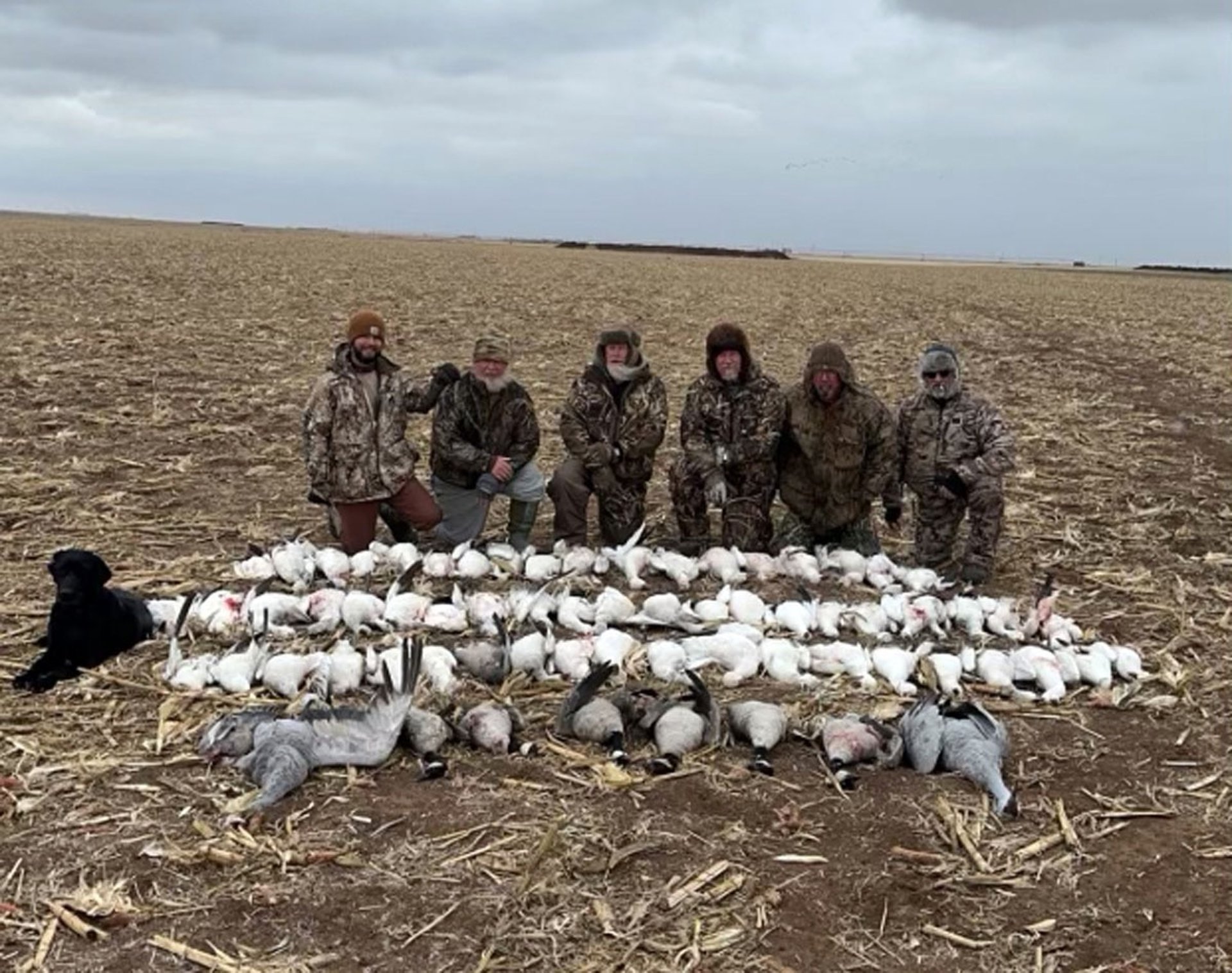 A group of hunters posing with a large harvest of geese in a harvested West Texas grain field.