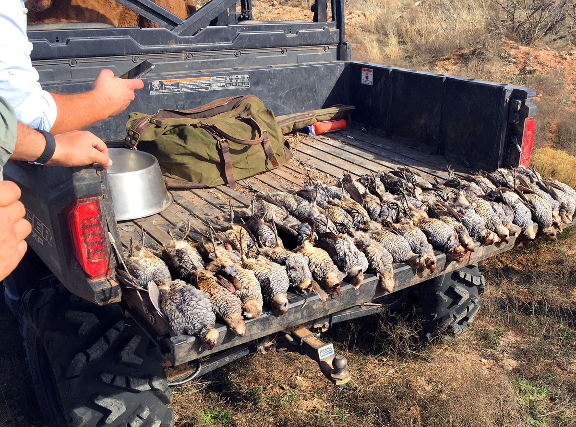 A successful haul of harvested quail lined up on the tailgate of a UTV in West Texas.