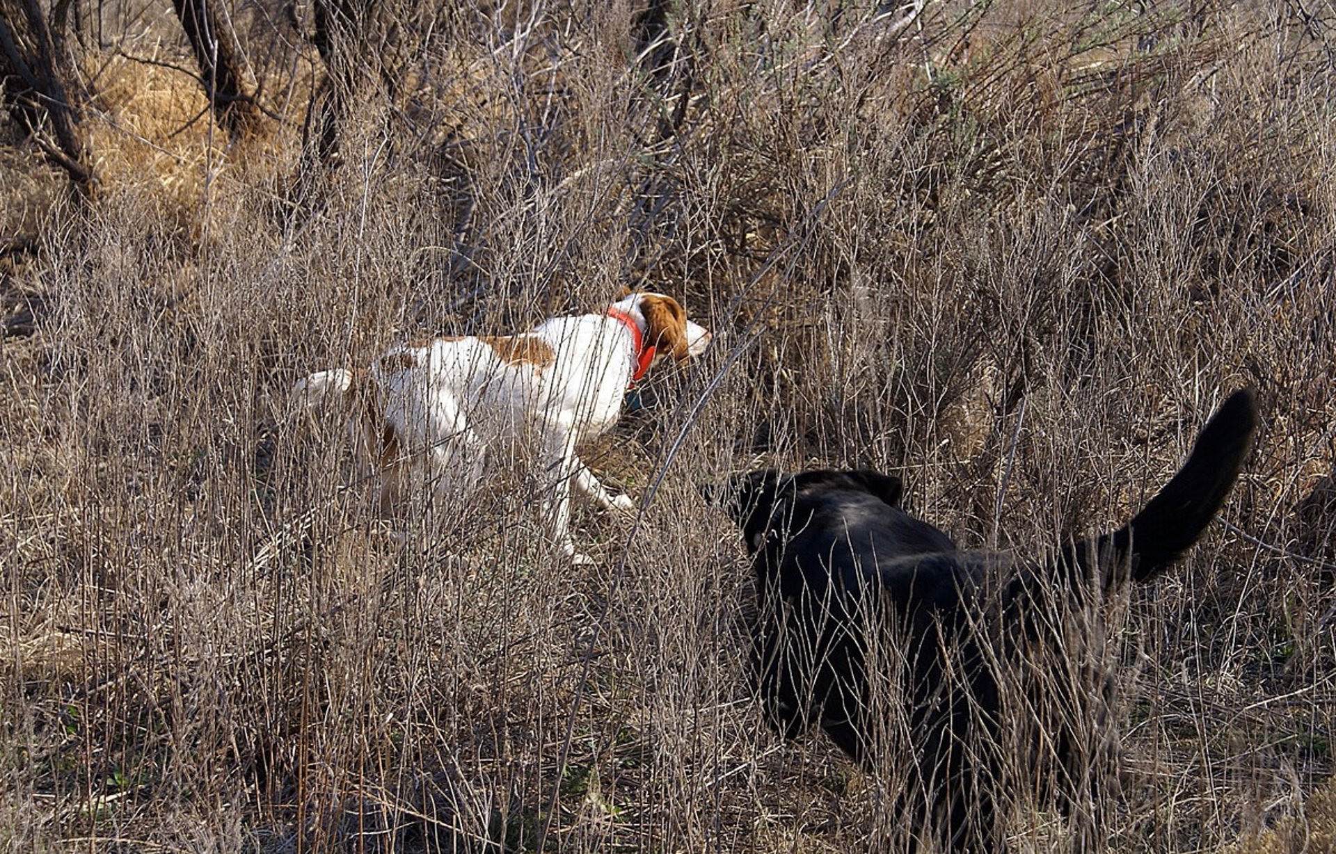 action.jpg	Two hunting dogs working together to flush birds in a West Texas upland game field.