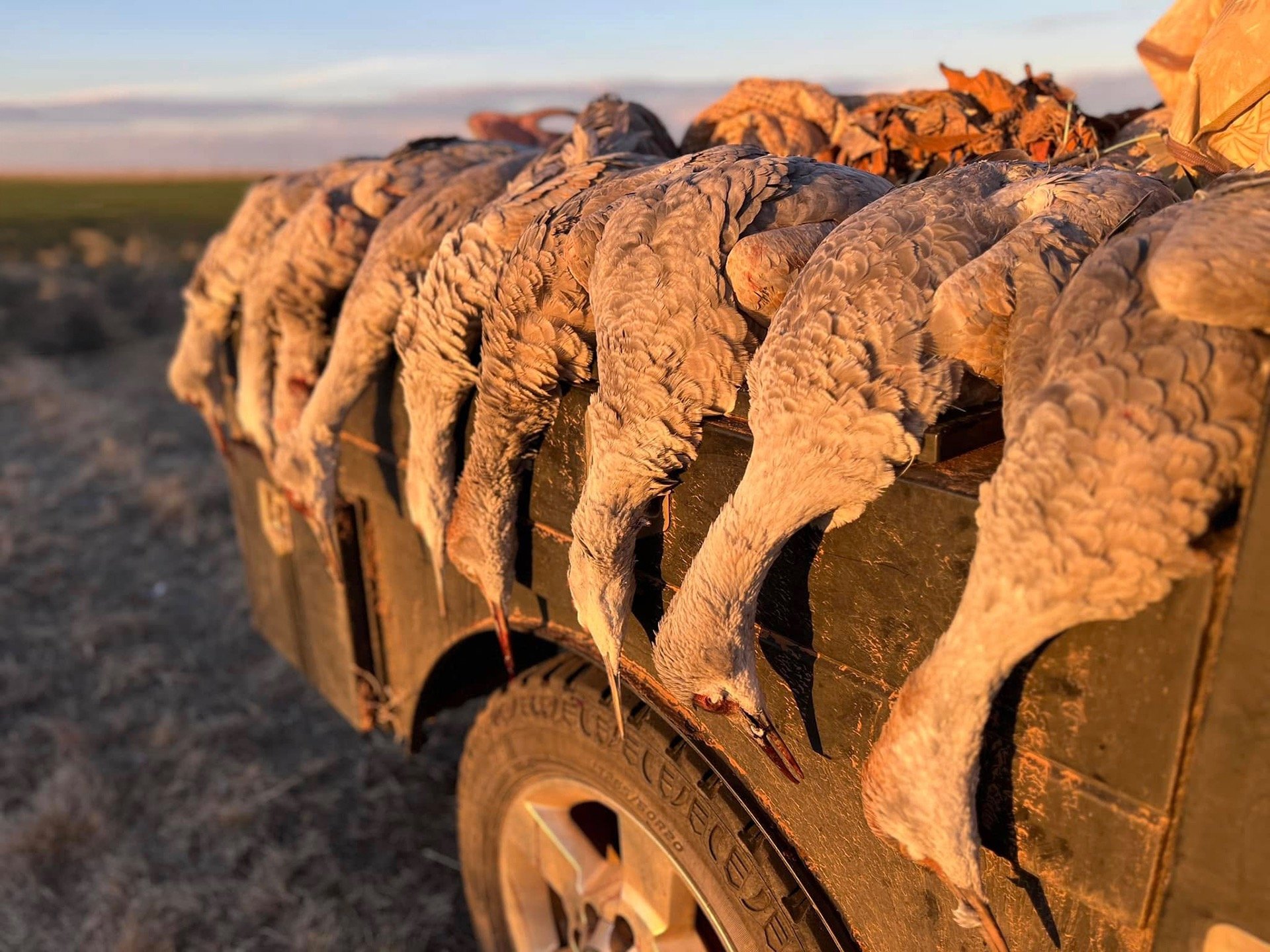 Harvested Sandhill Cranes lined up on a truck bed during a sunrise hunt in the Texas Panhandle