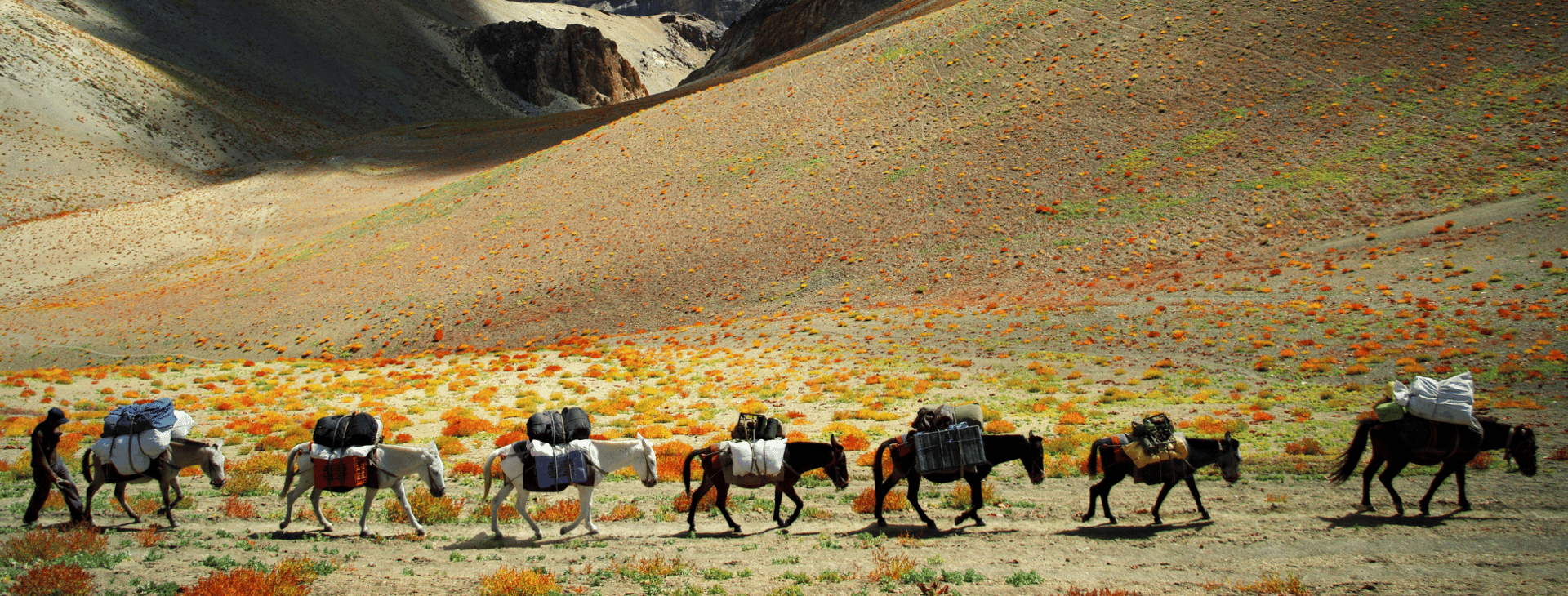 ladakh trekking horses