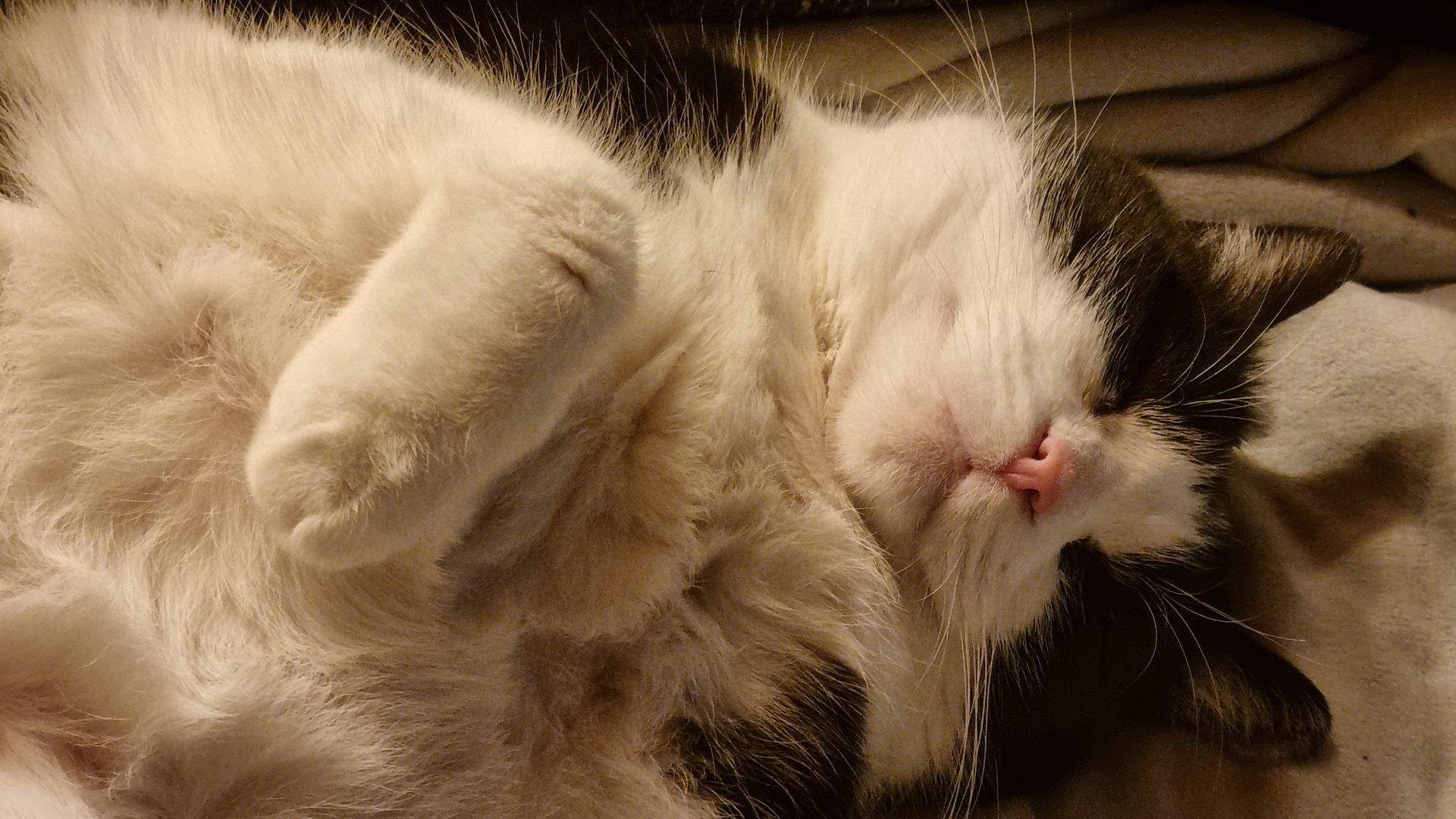 black and white bed linen