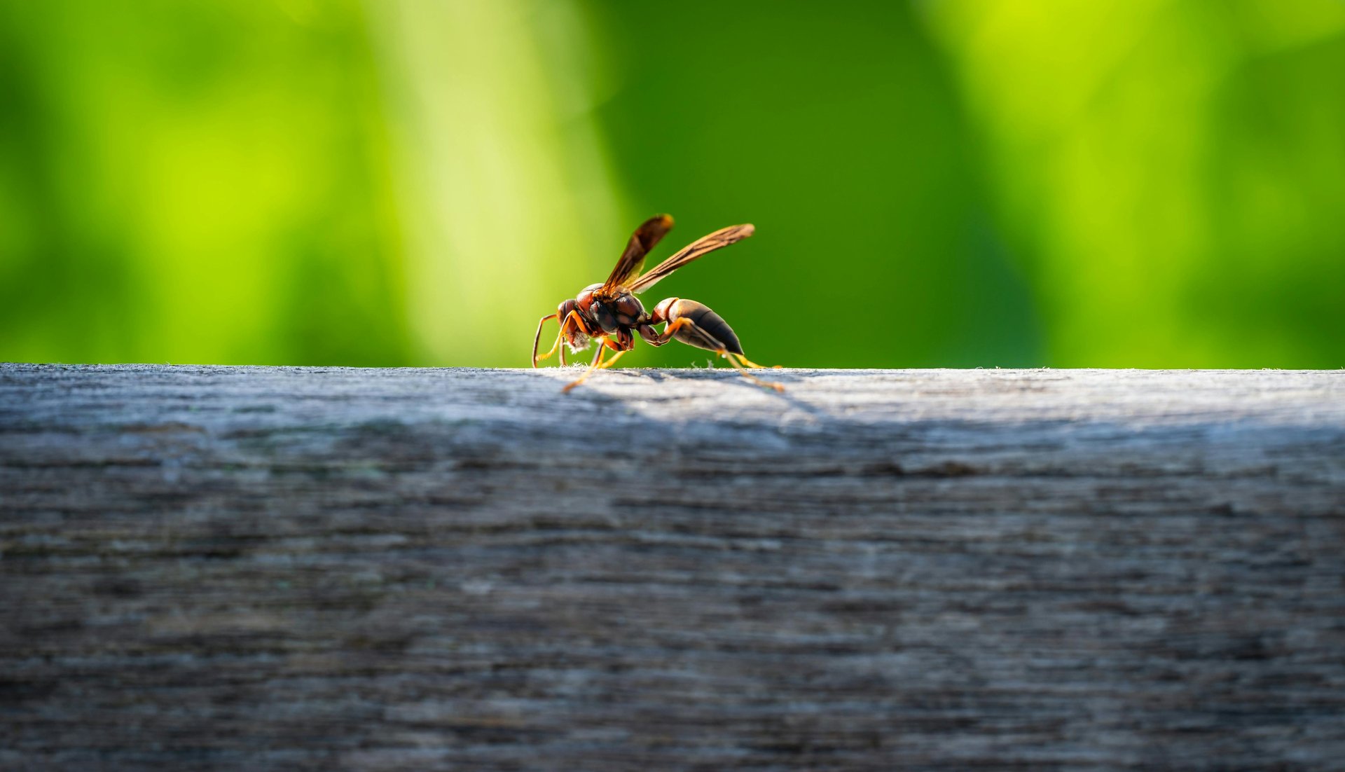 black and brown leather padded tub sofa