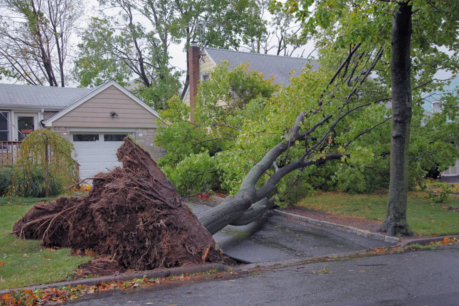 A tree that has fallen over in a yard