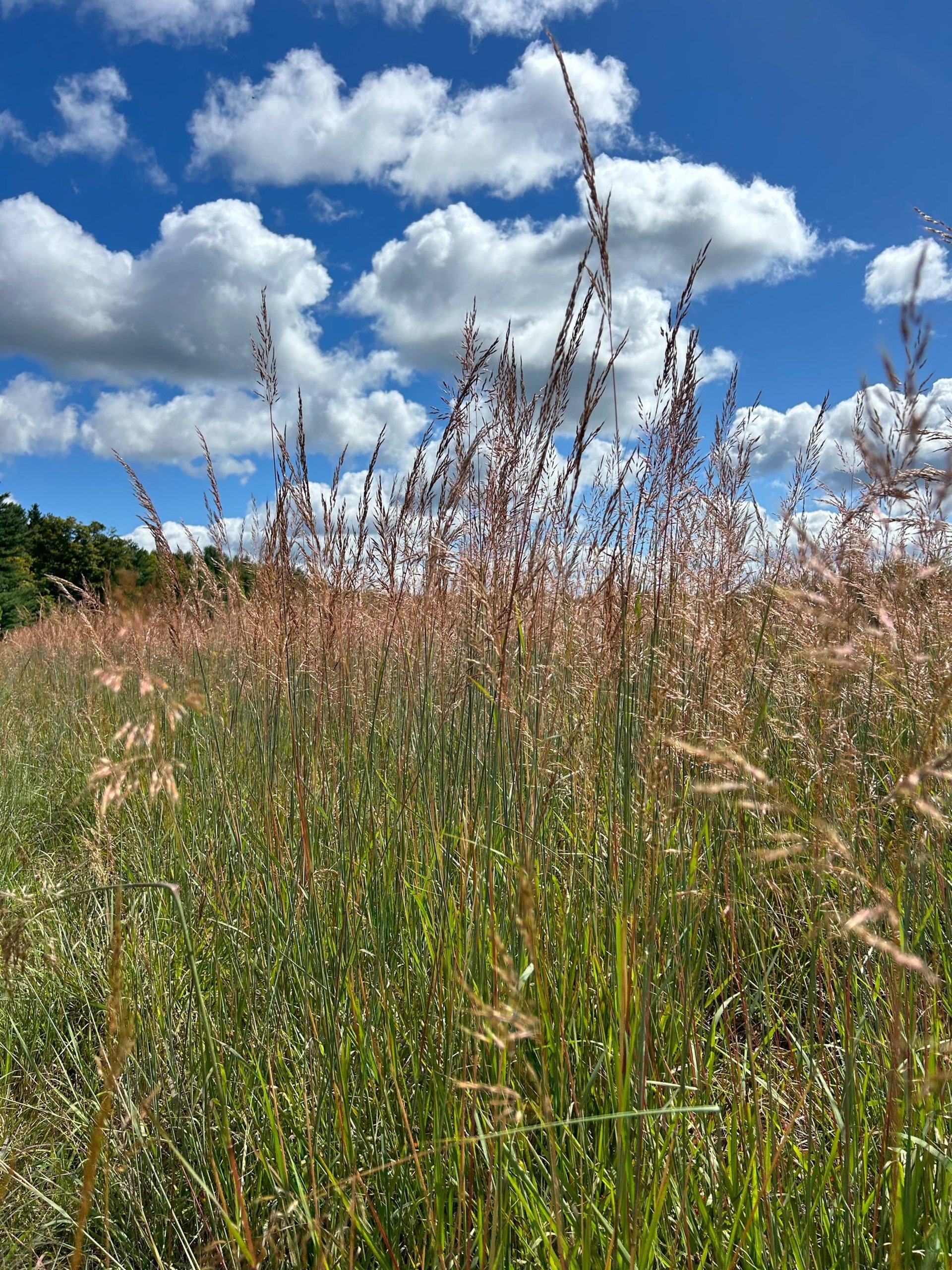 gray computer monitor