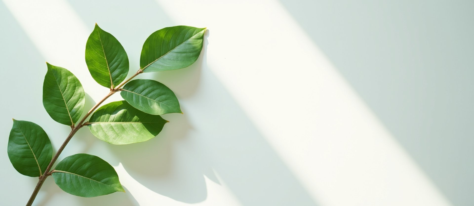 green leaves on white surface