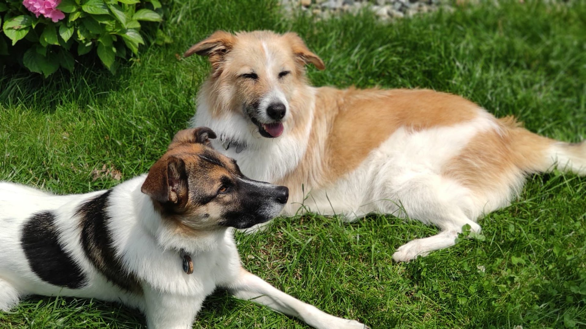 black white and brown bernese mountain dog lying on white textile