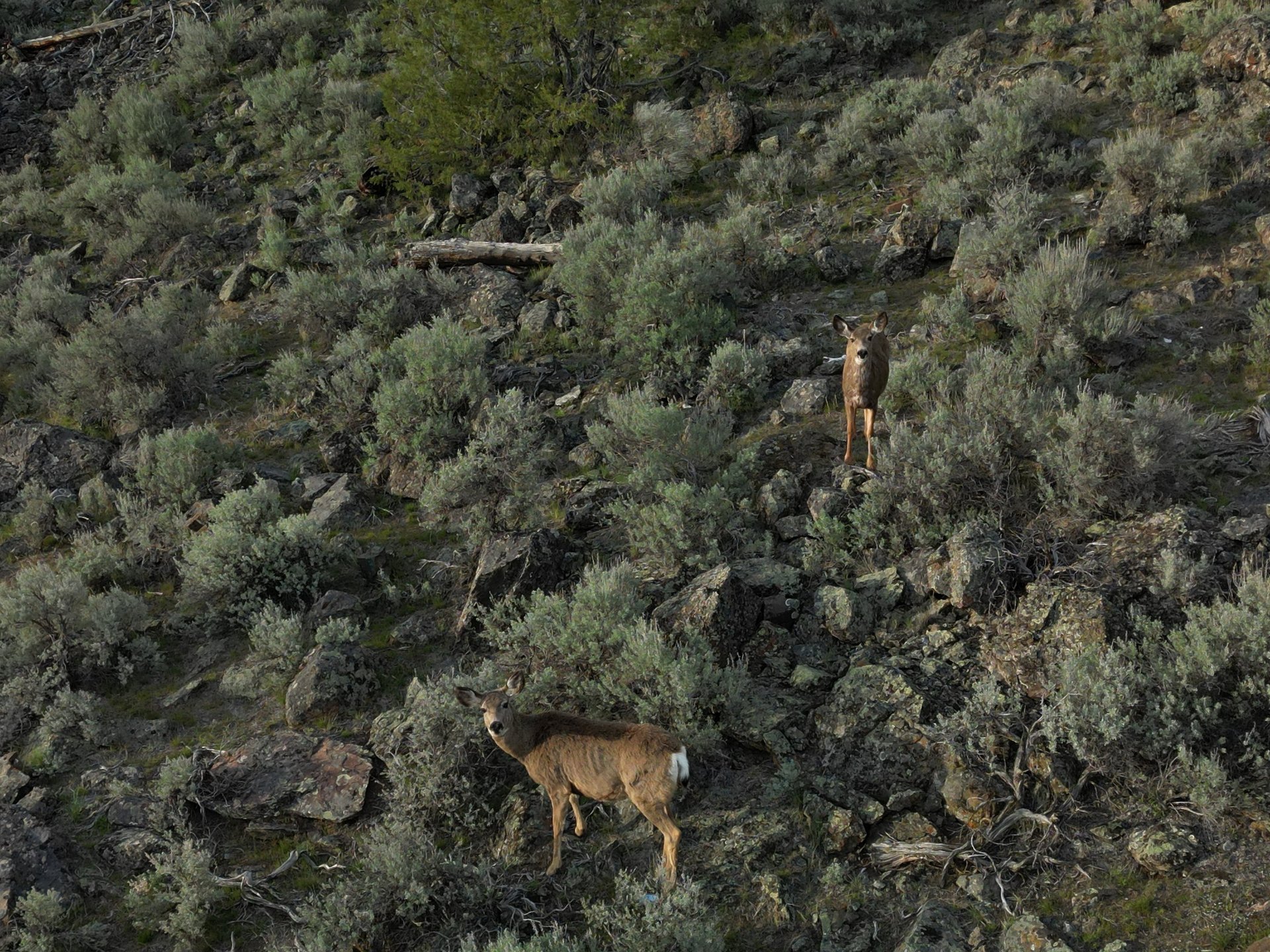 Mule Deer feeding in the sage brush on the mountain side in southern British Columbia.  A doe and a fawn are curious.