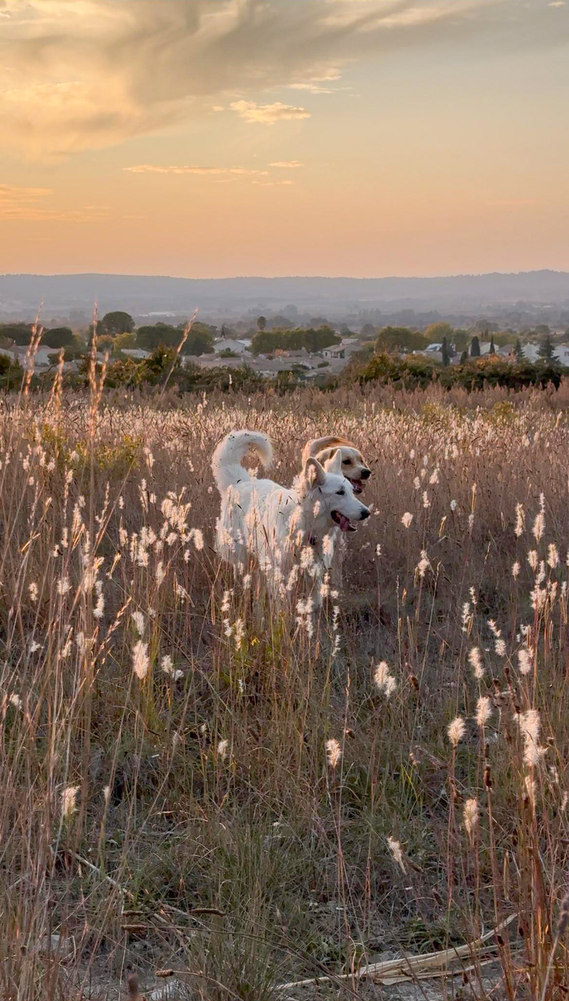 woman wearing yellow long-sleeved dress under white clouds and blue sky during daytime