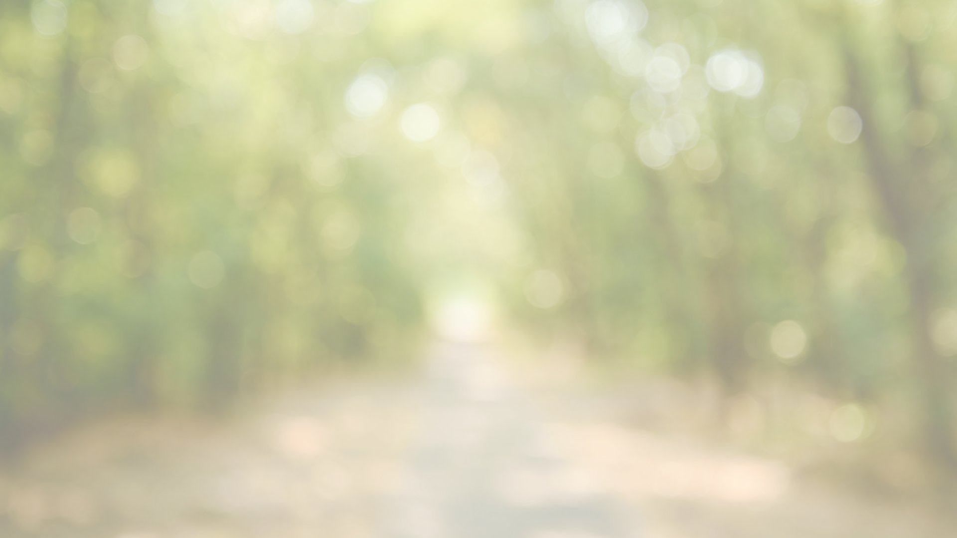 a foggy day in a park with trees and grass