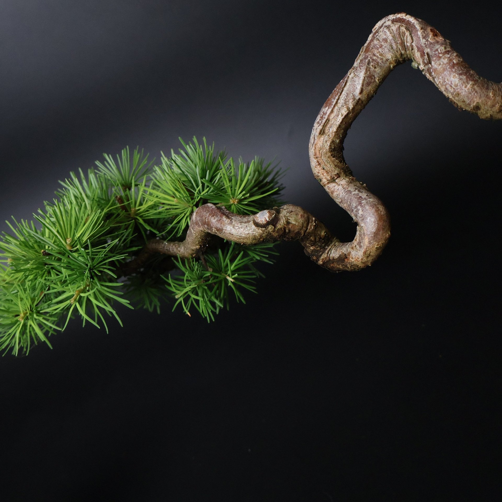 Shop online Bonsai Trees UK Delivered Japanese mini yamadori gift pine larch yew cascade literati Shohin mame pots tools wire
