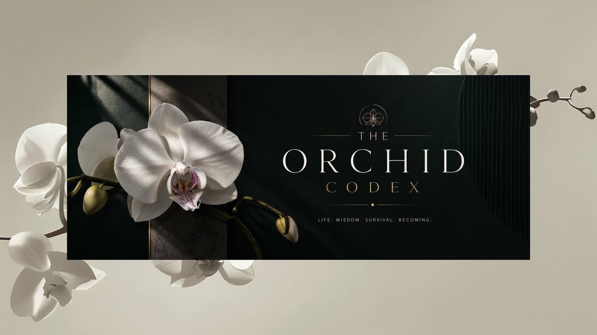 pink moth orchid in bloom during daytime