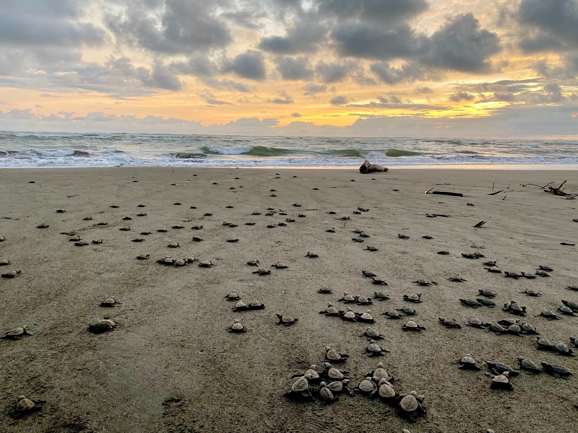 baby sea turtles return home to the ocean