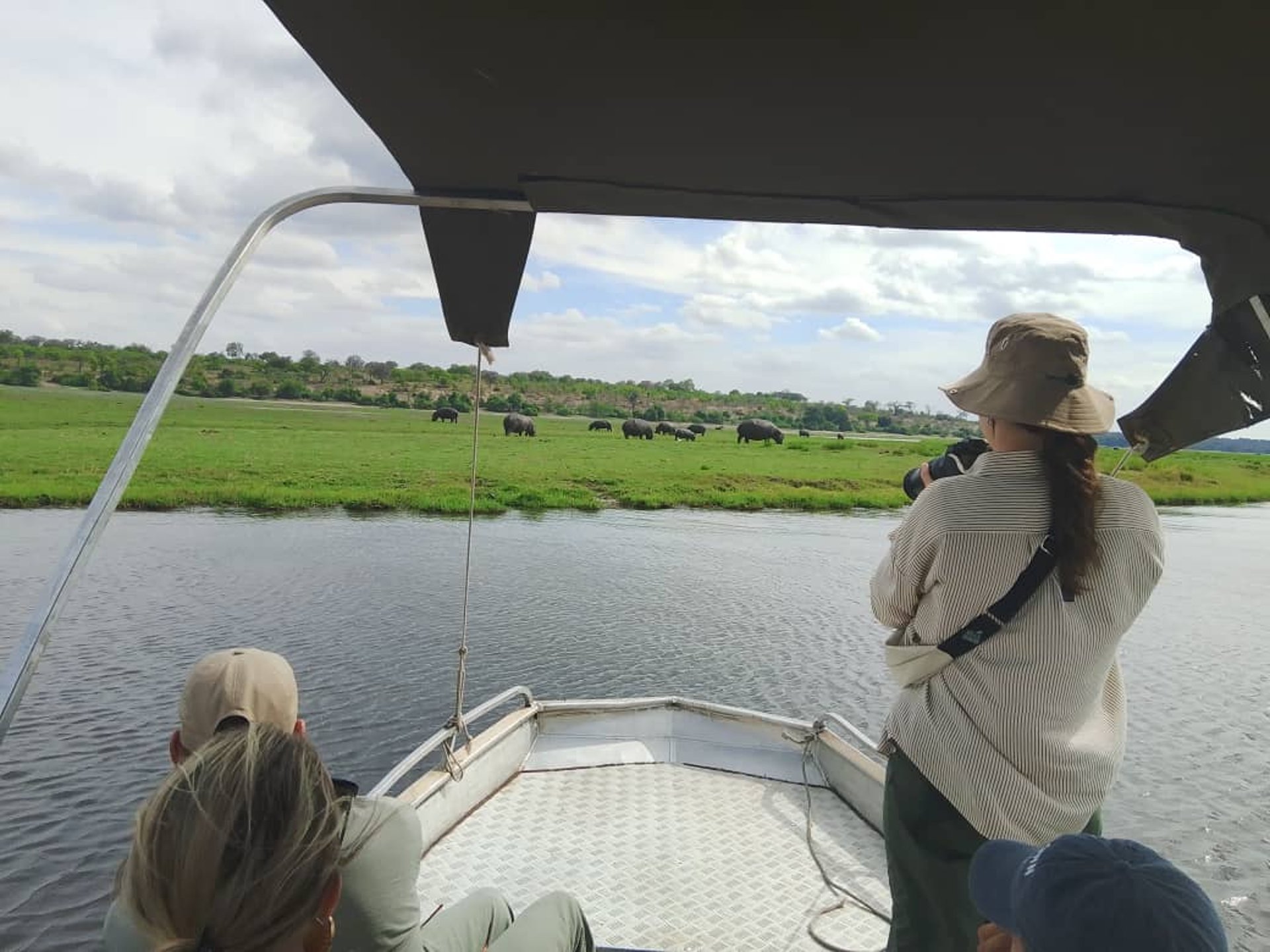 wildebeest on open field