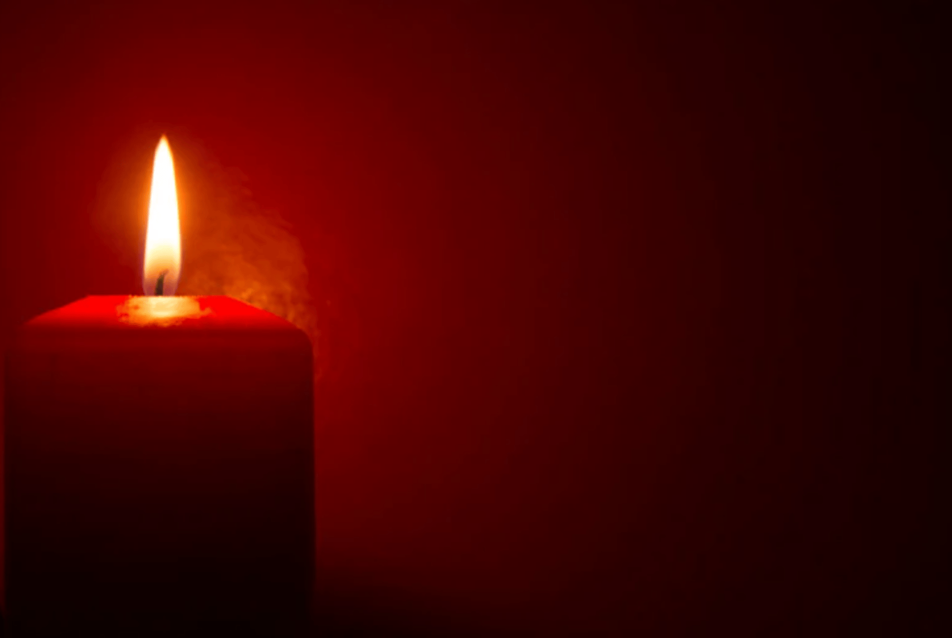 red petaled flowers with white background