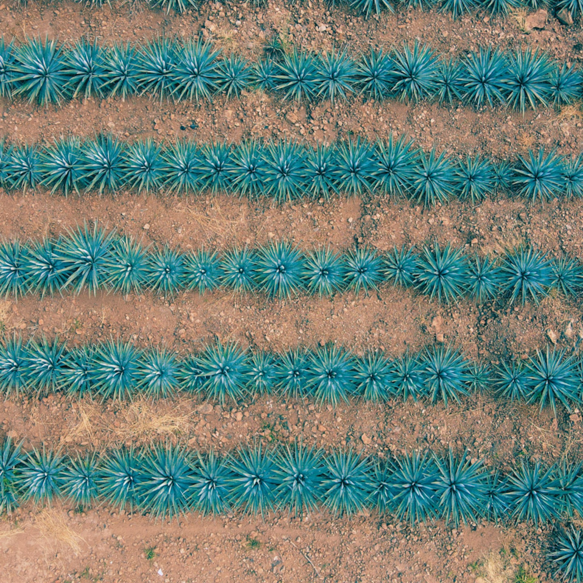 teal lotus flower illustration