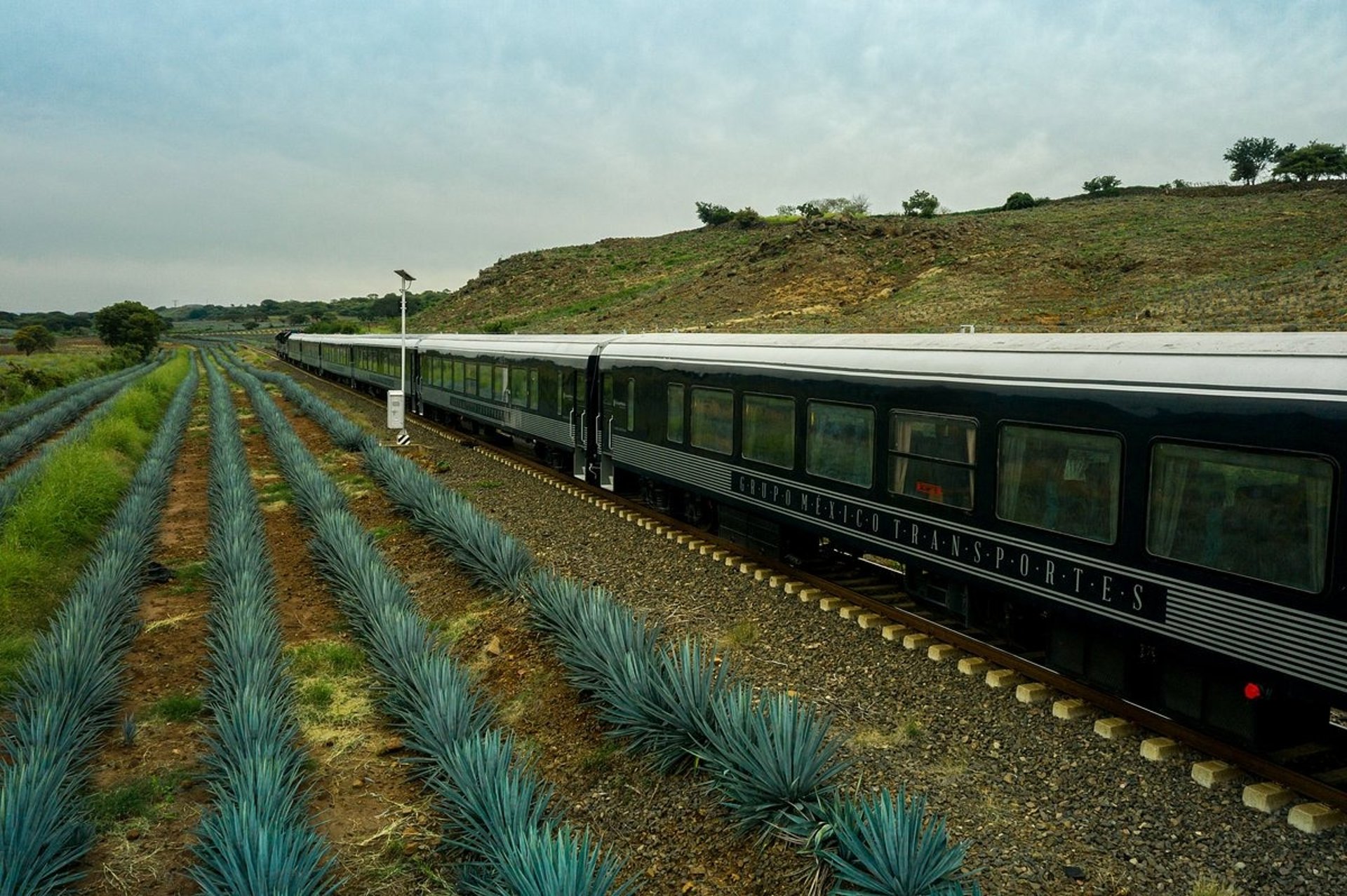 Close-up of blue agave plant leaves