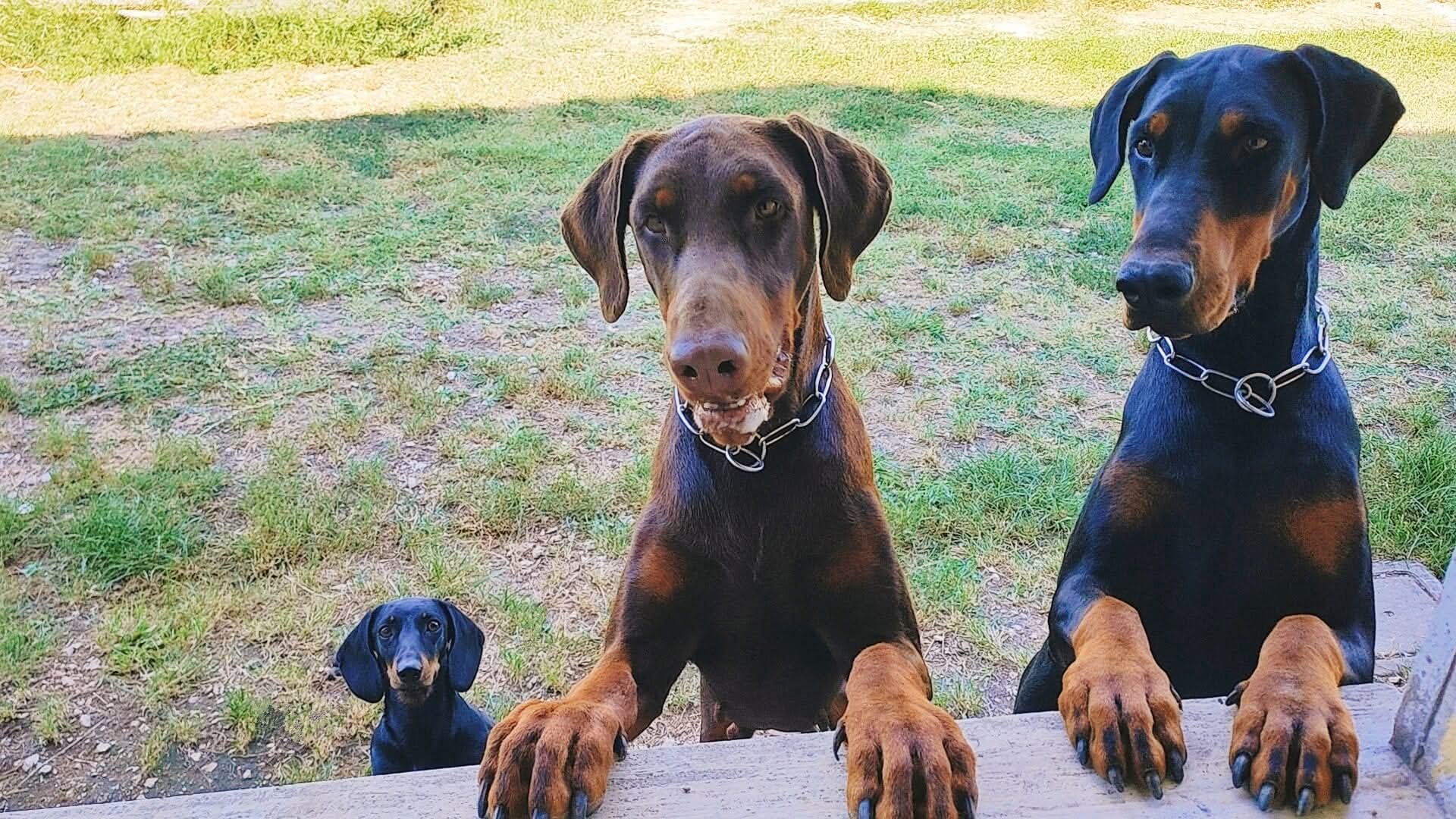 gray computer monitor