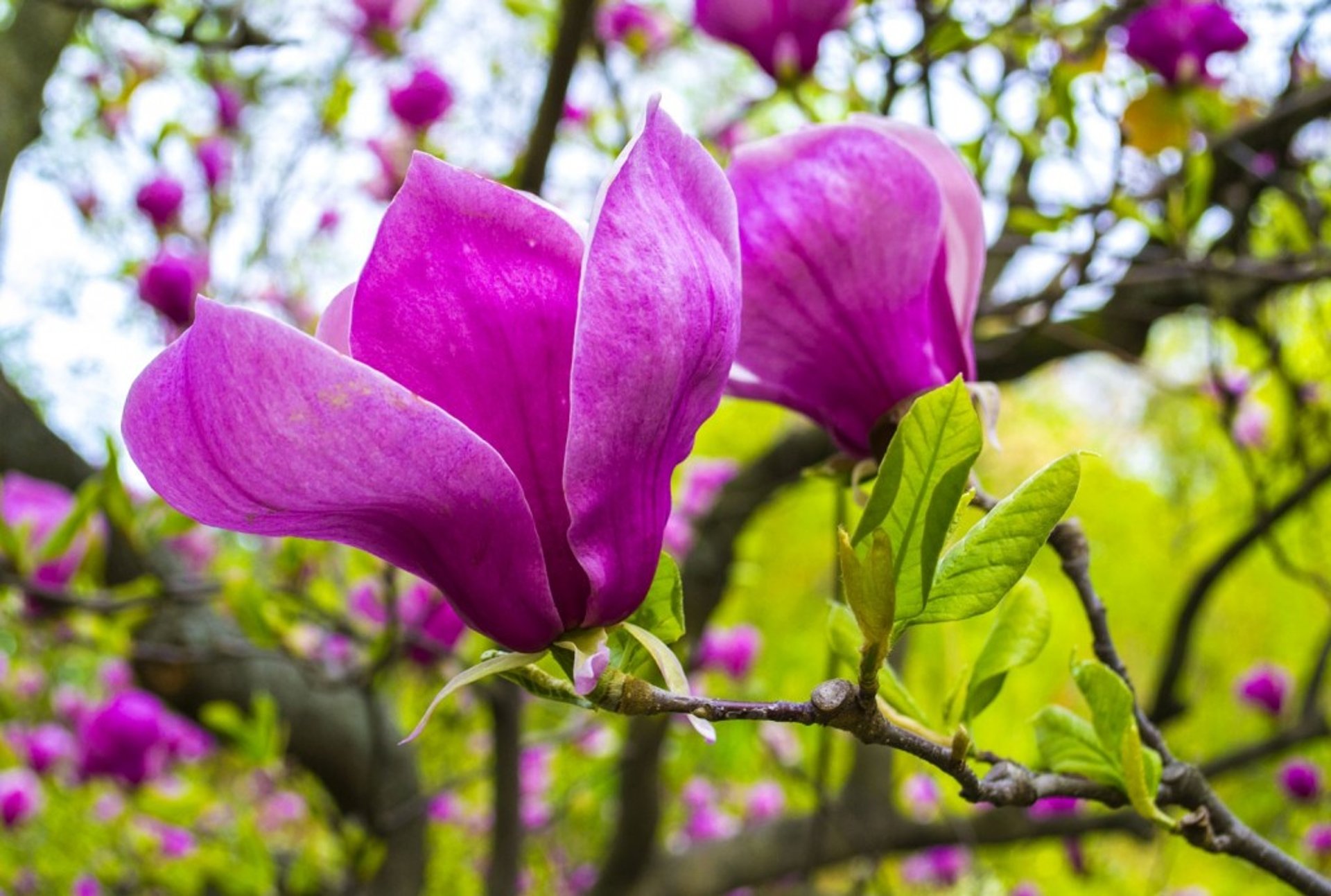 black and brown leather padded tub sofa