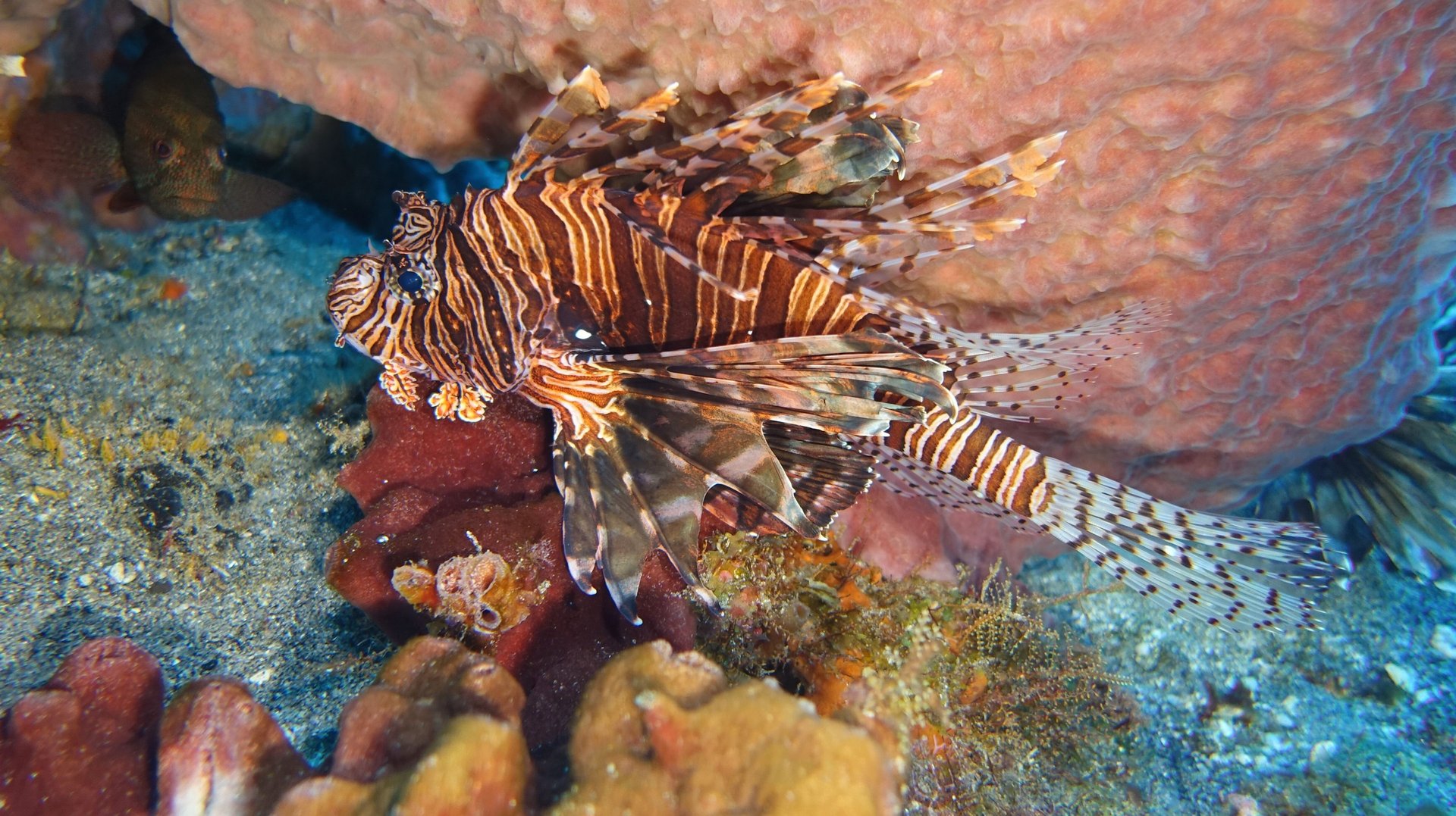 black and white bed linen