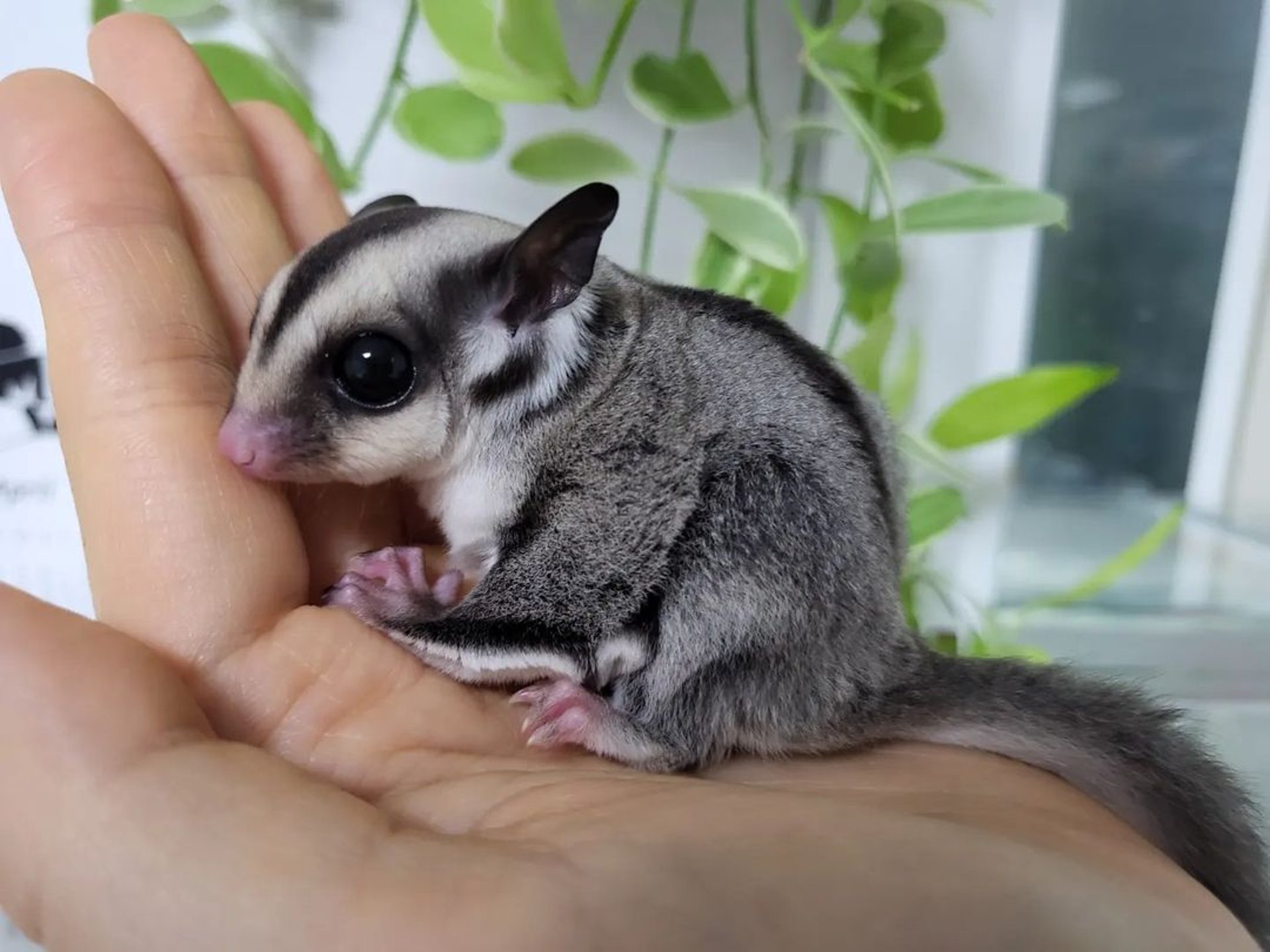 gray computer monitor