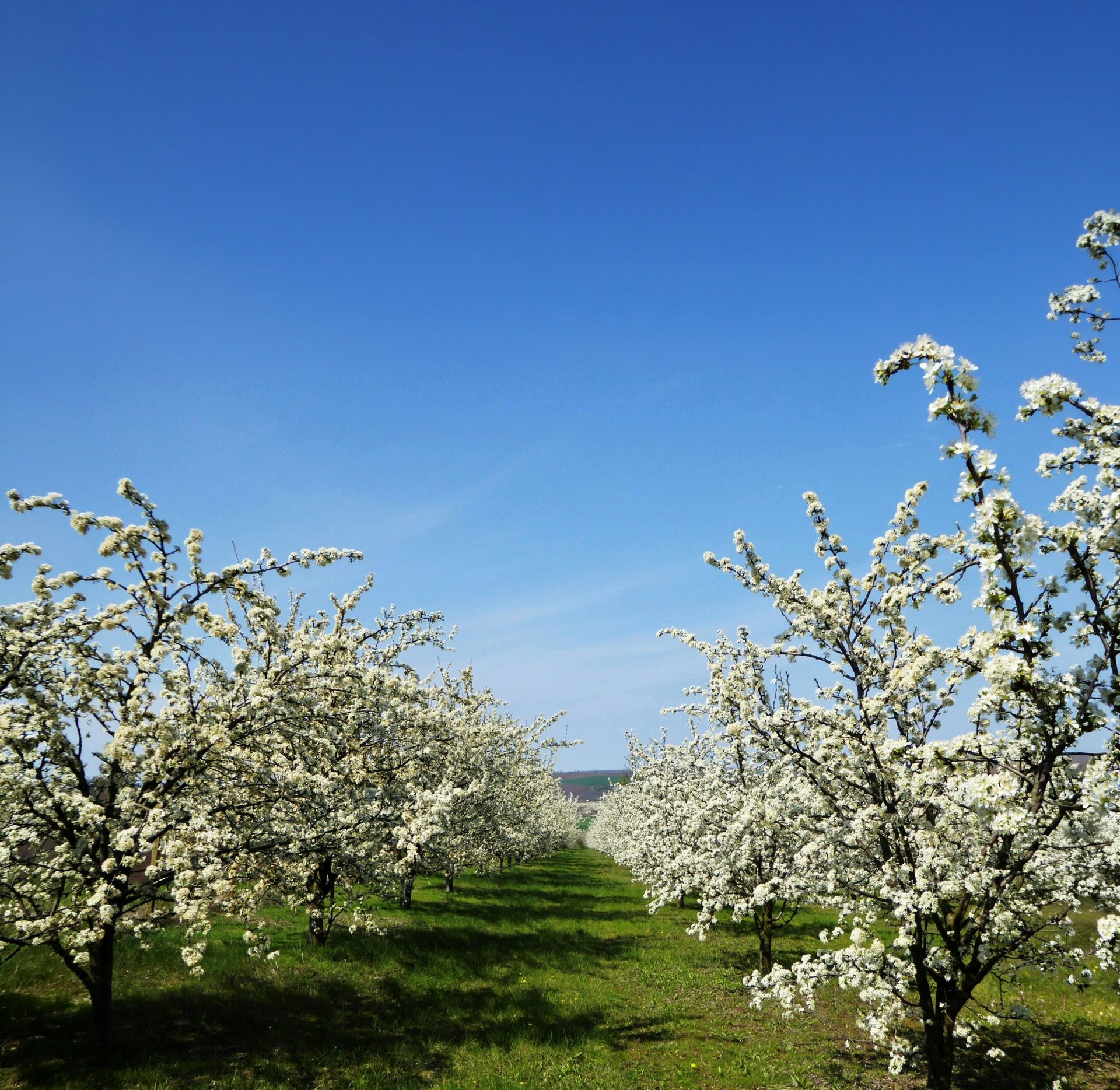 orange fruit on green grass during daytime