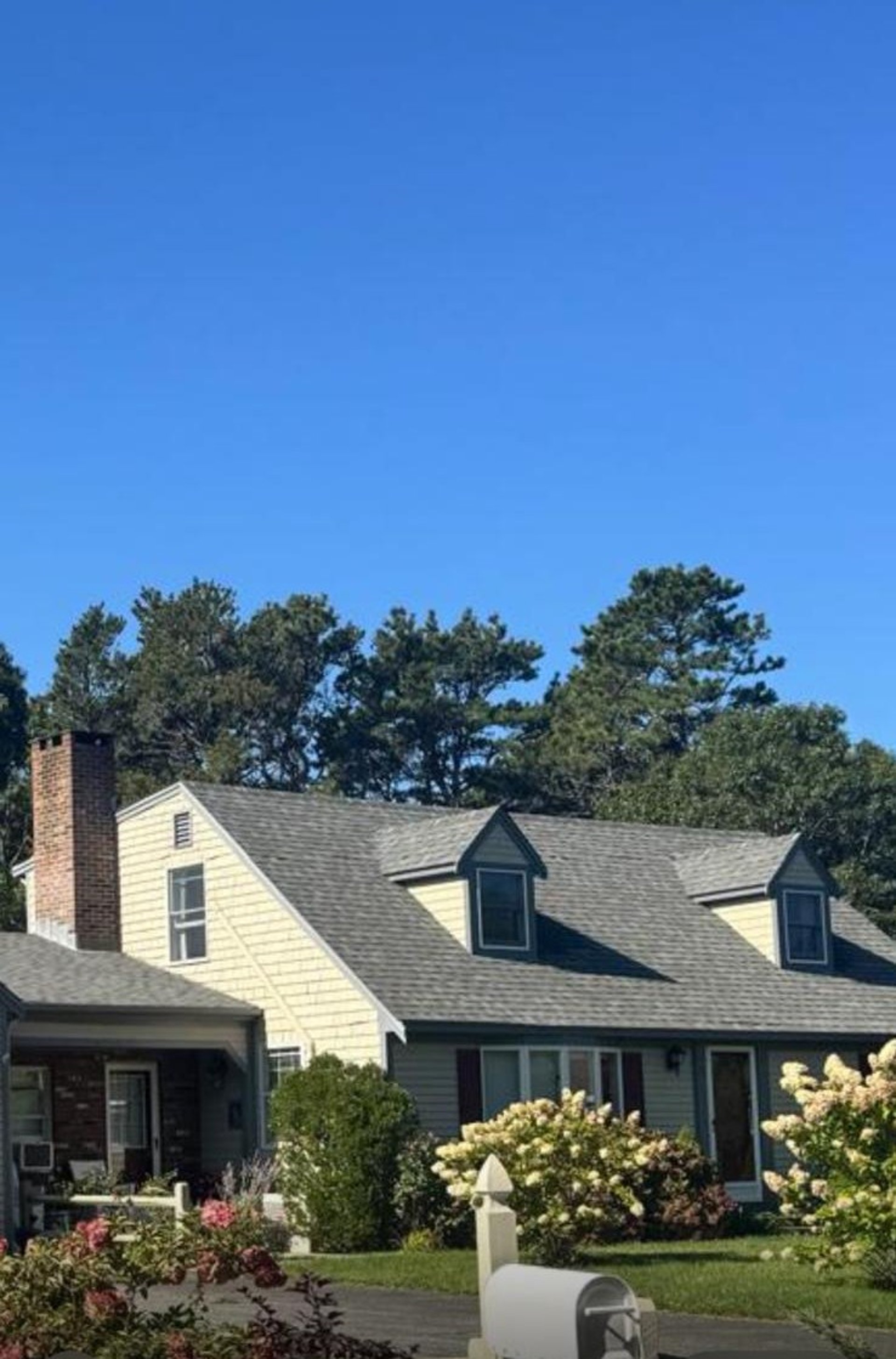 living room set with green dumb cane plant