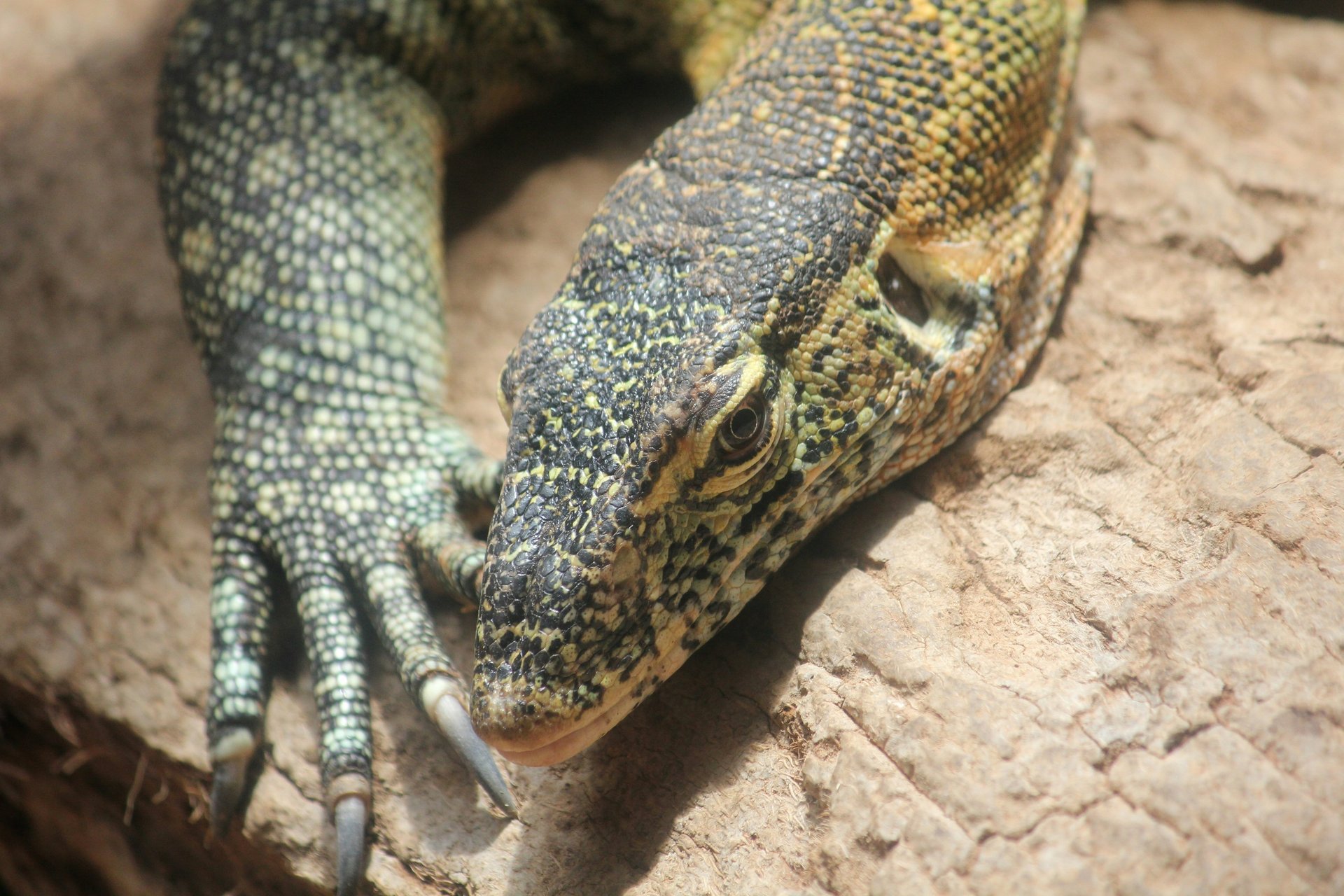 black and white lizard on gray rock
