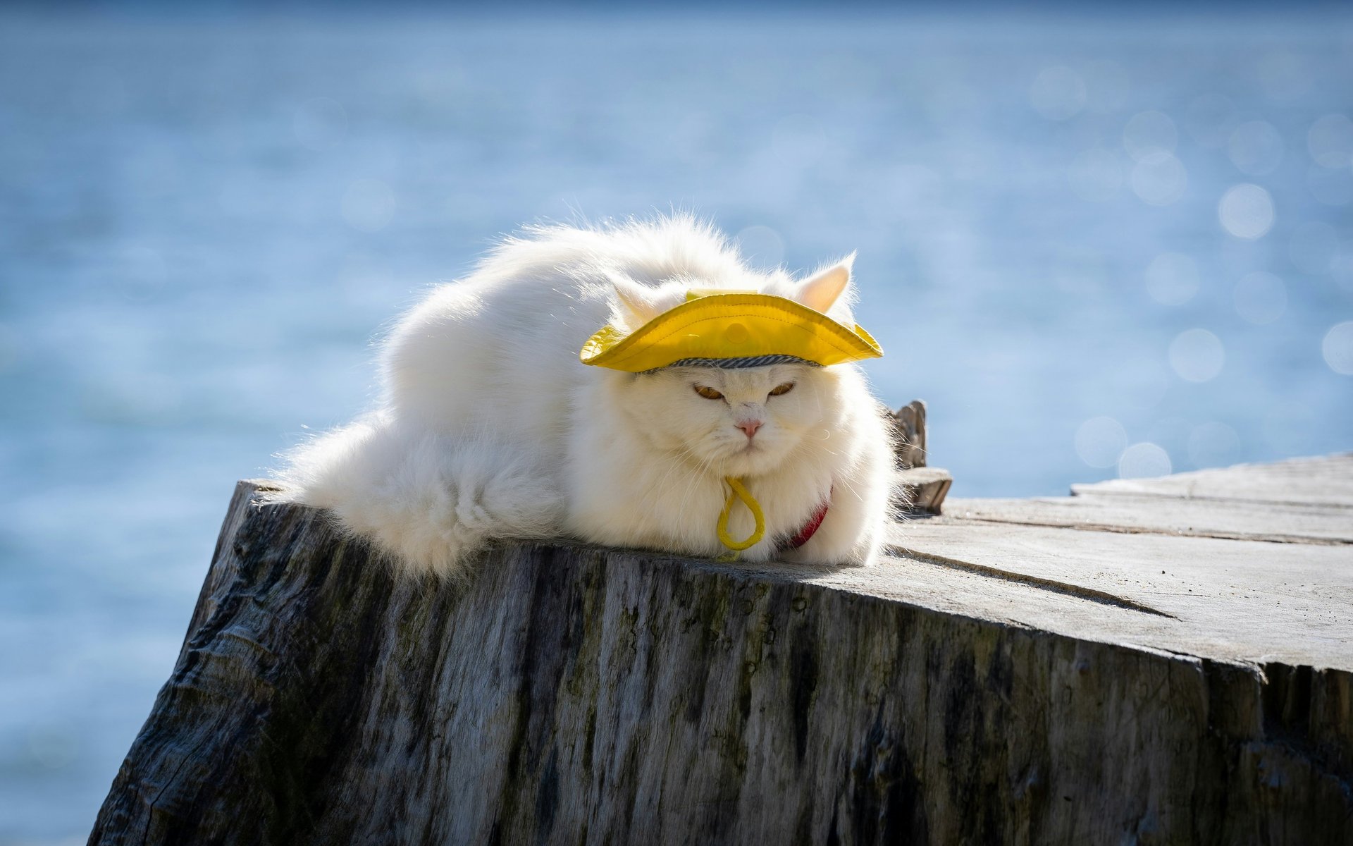 a cat standing on top of a rock near the ocean