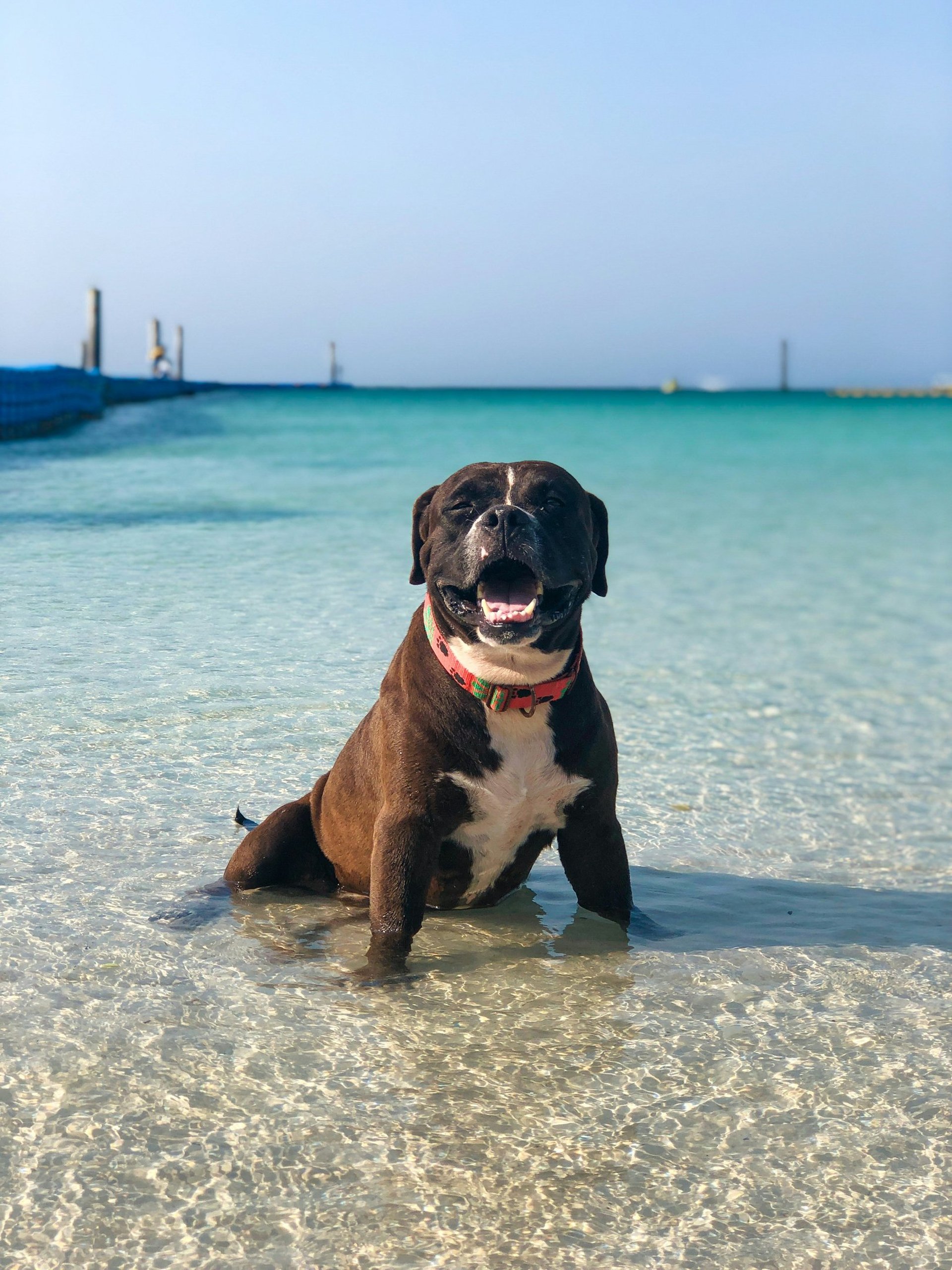 a man sitting on a rock with a dog on his back