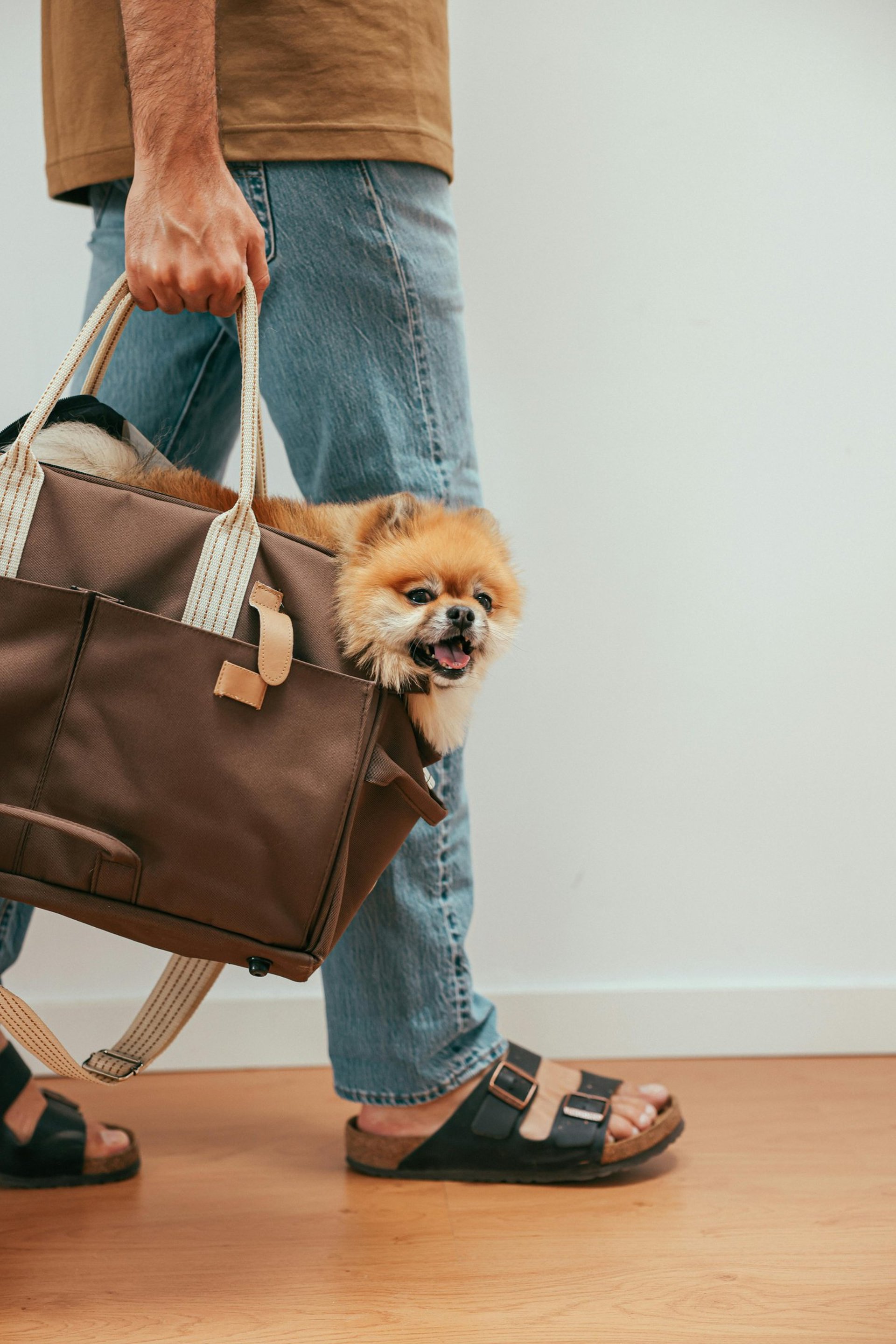 person near brown puppy in gray camera bag with camera kit inside
