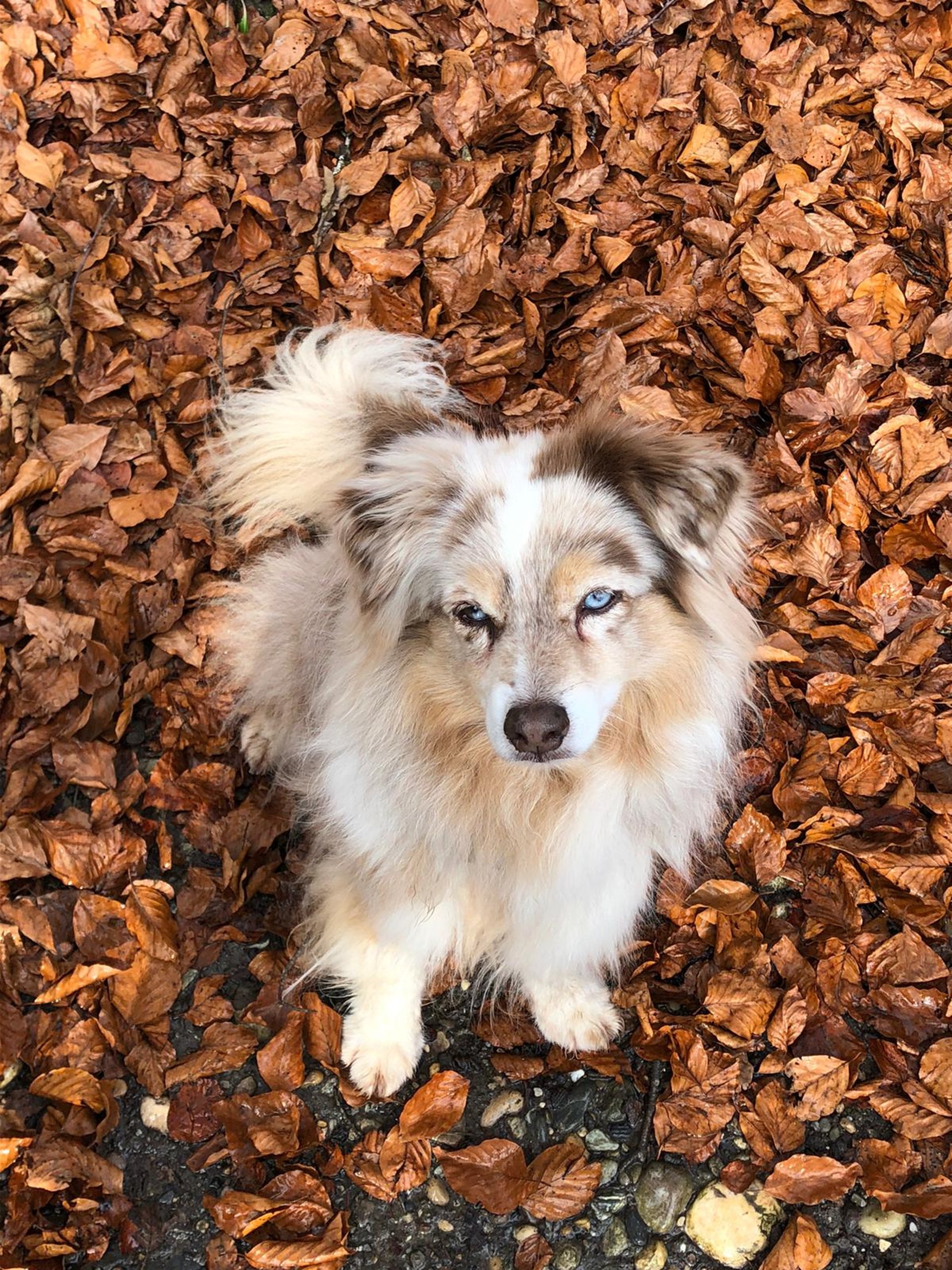 litter of dogs fall in line beside wall