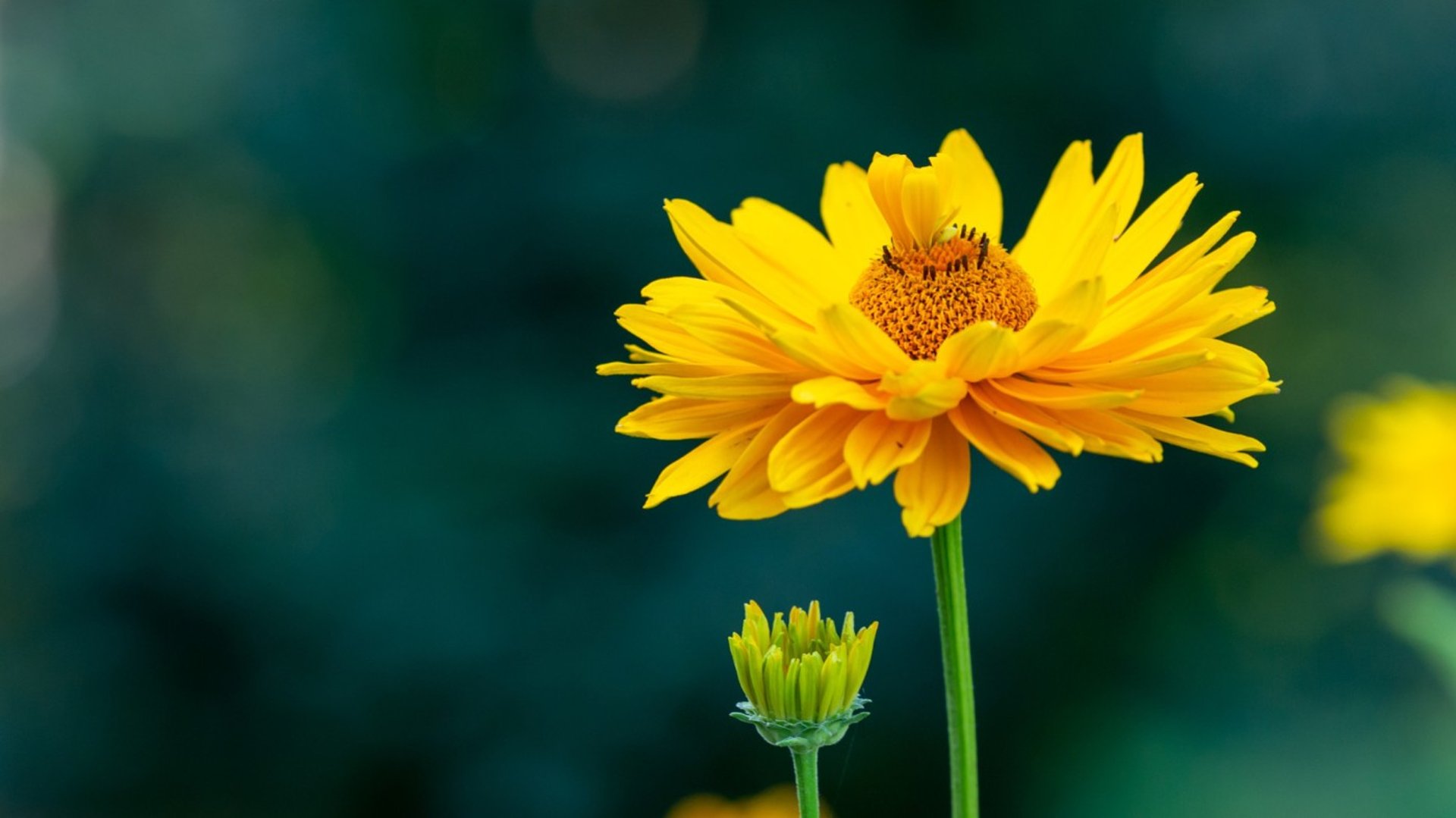 yellow and black bird on flower