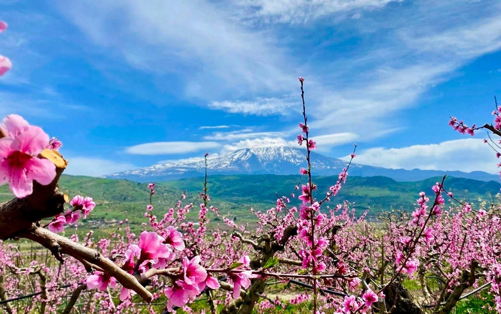 green fruit on gray wooden table