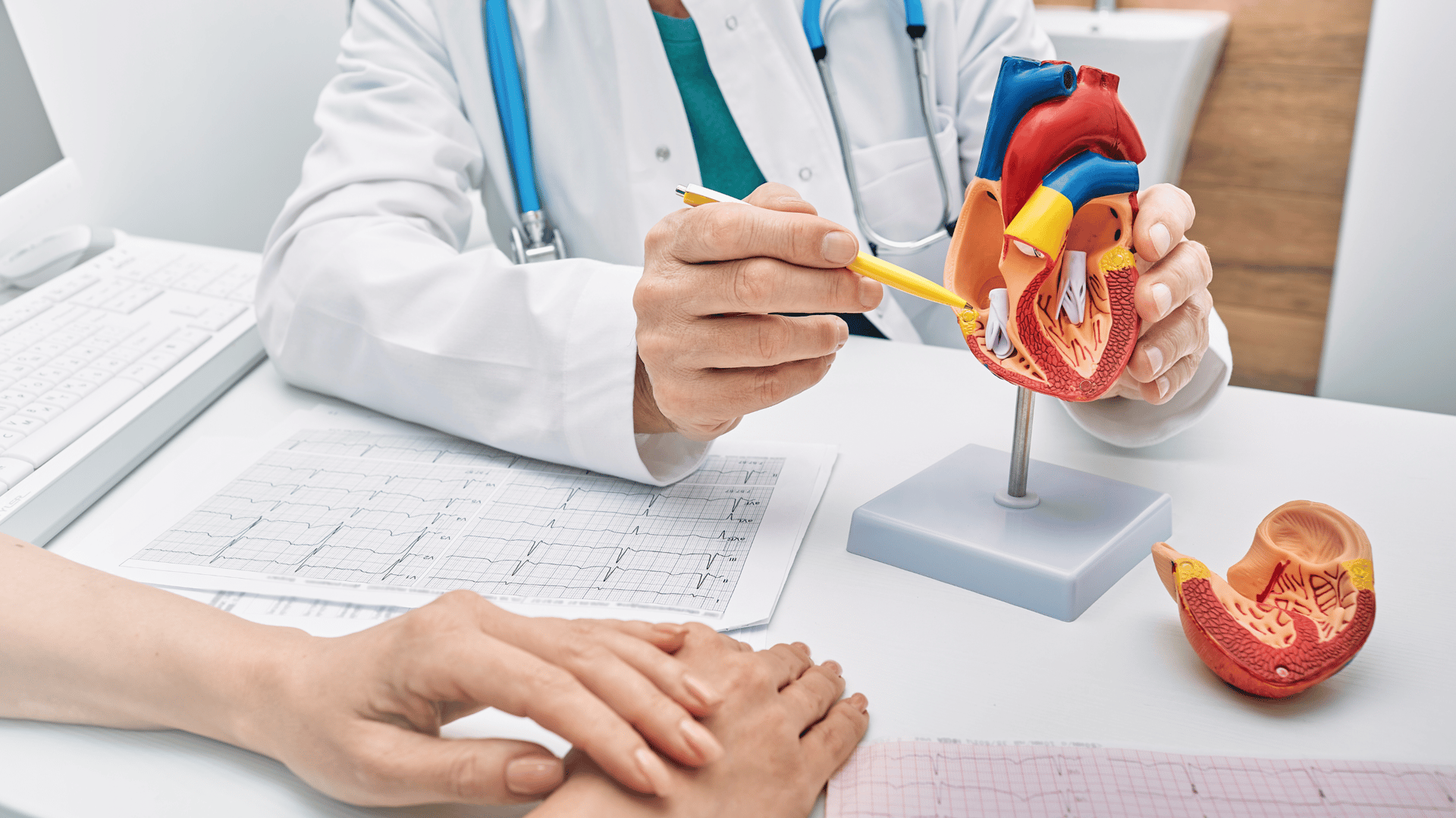 a model of a human heart on a white surface