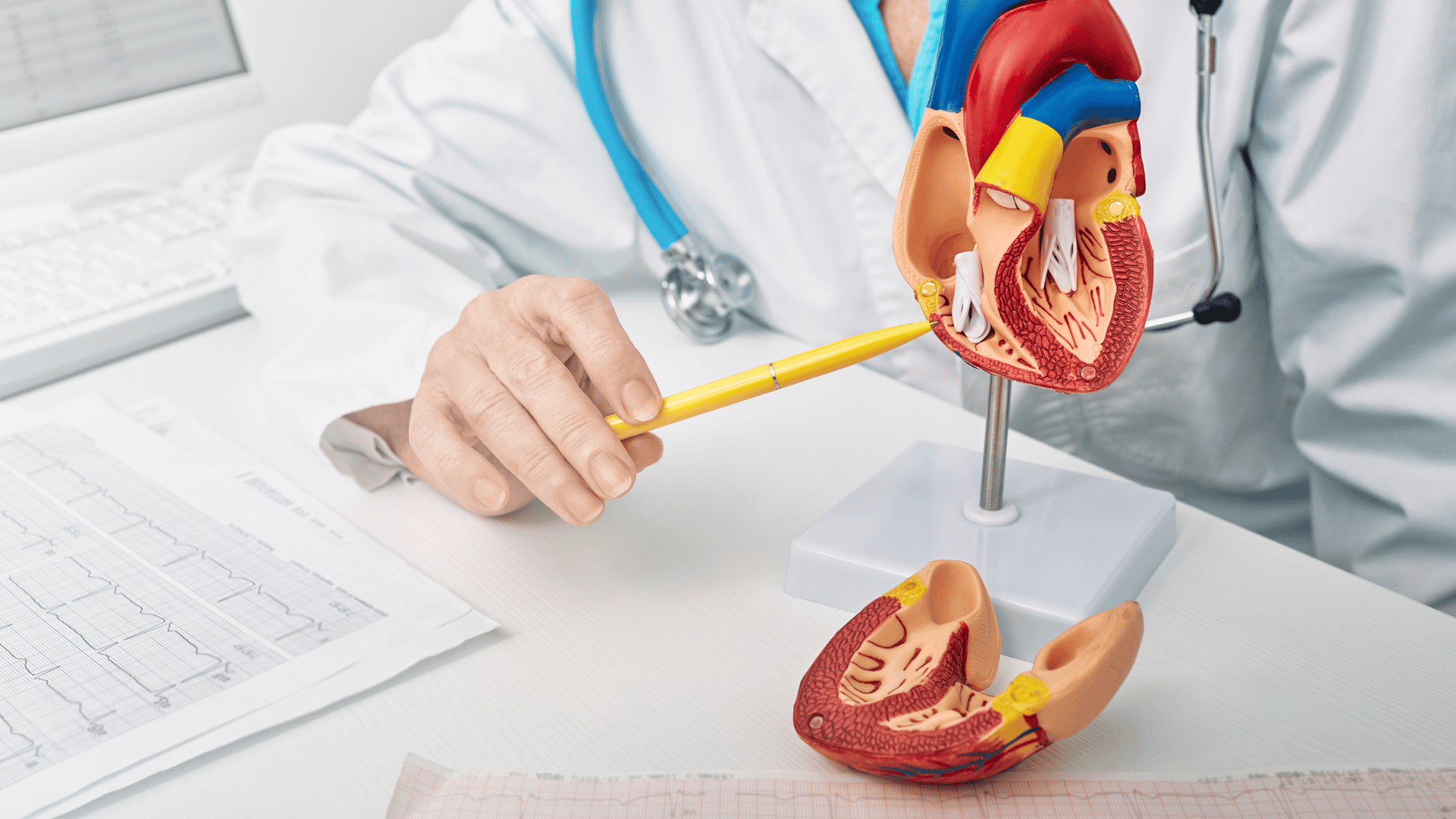 a model of a human heart on a white surface