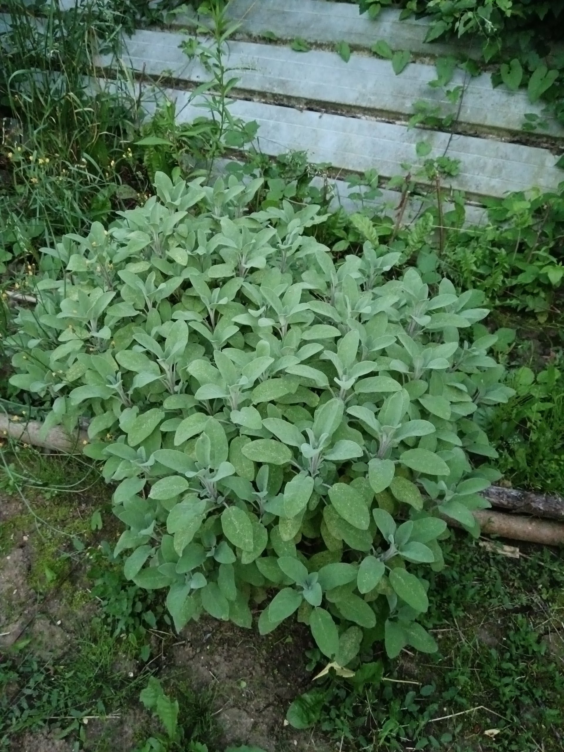 A bunch of purple flowers growing in a garden
