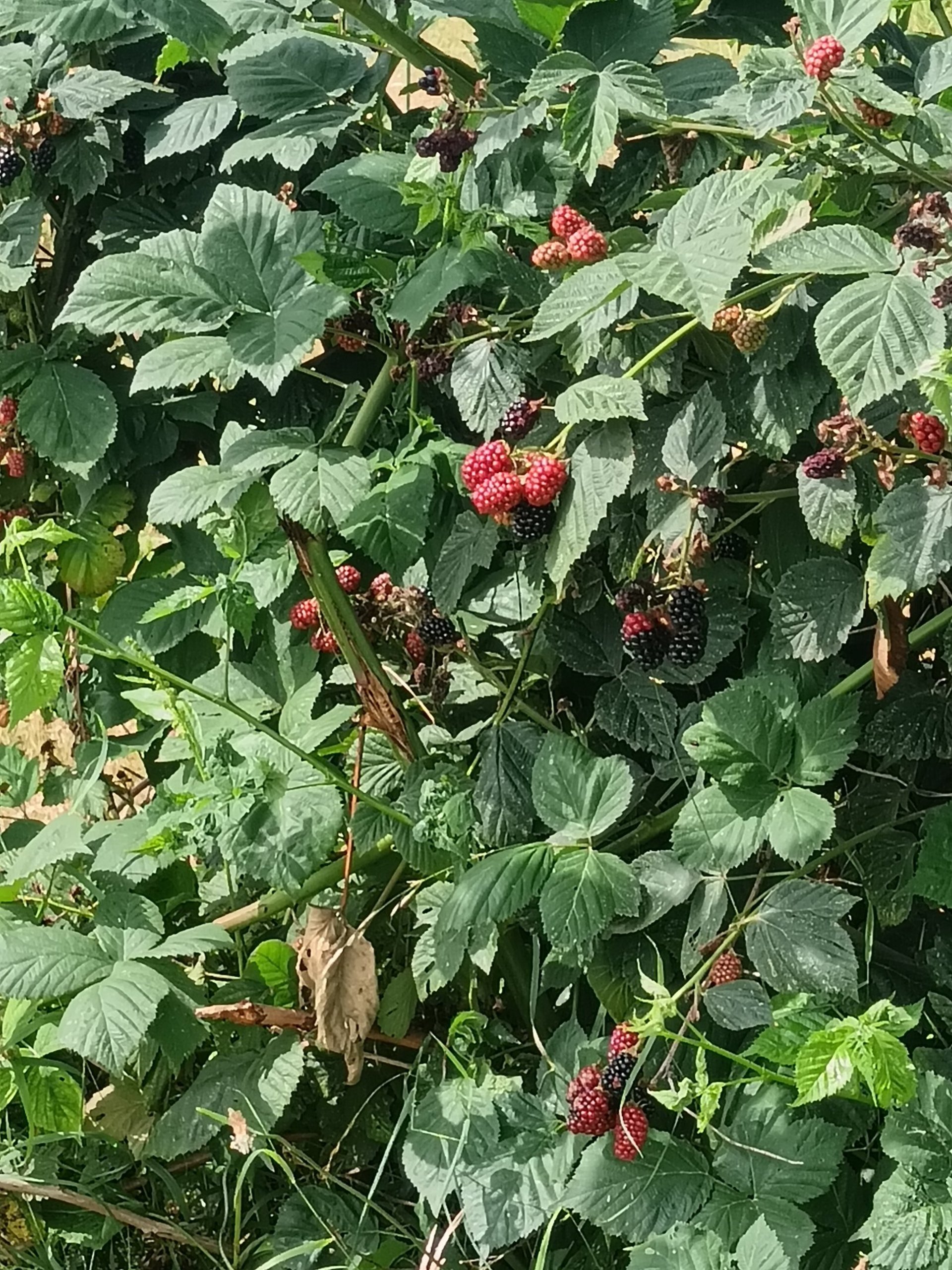 frozen blueberries, raspberries, and blackberries