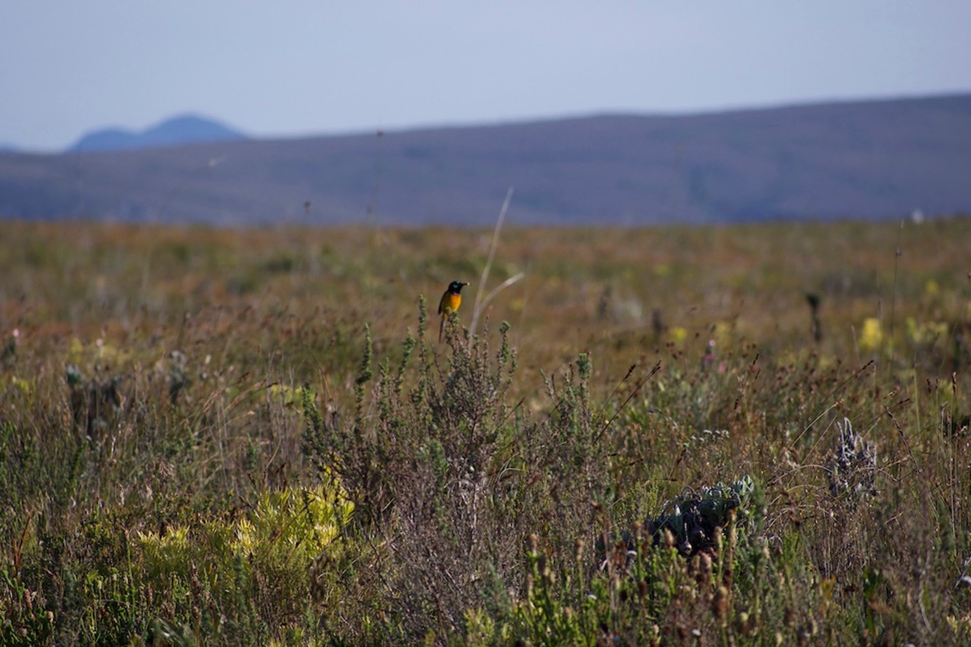 rehabilitated fynbos landscape with bird