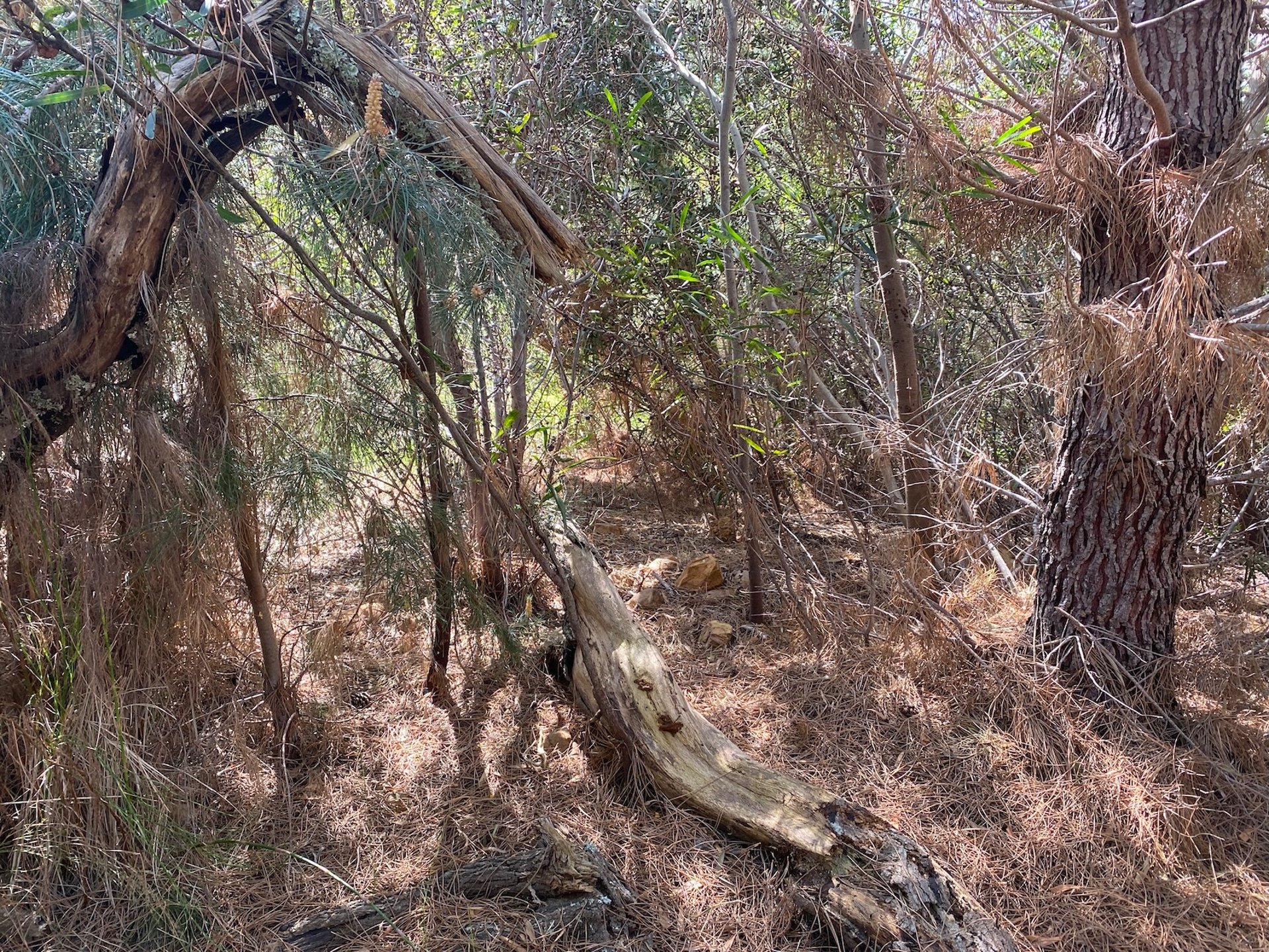 Invasive alien plant infestation