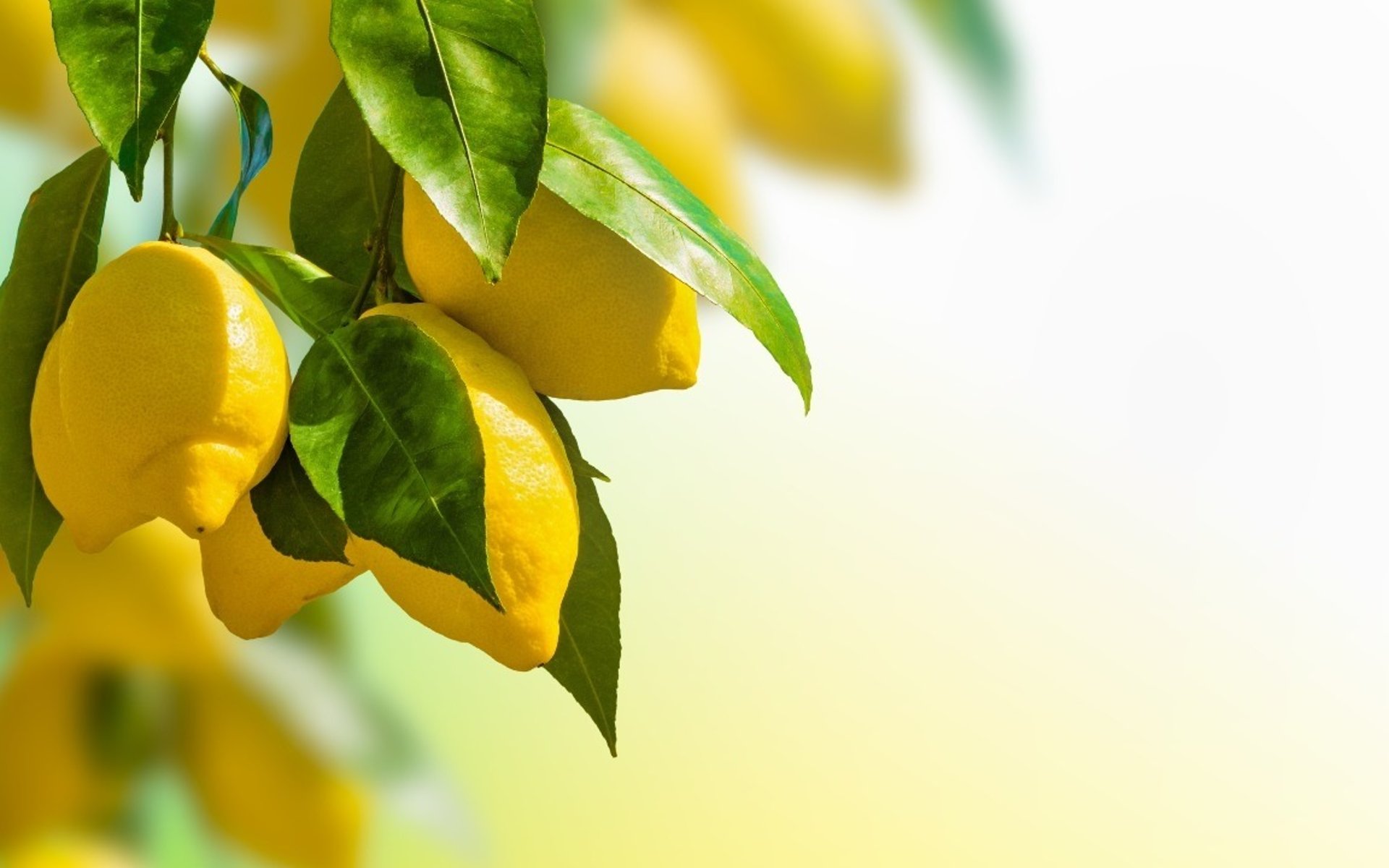 photo of three orange fruits