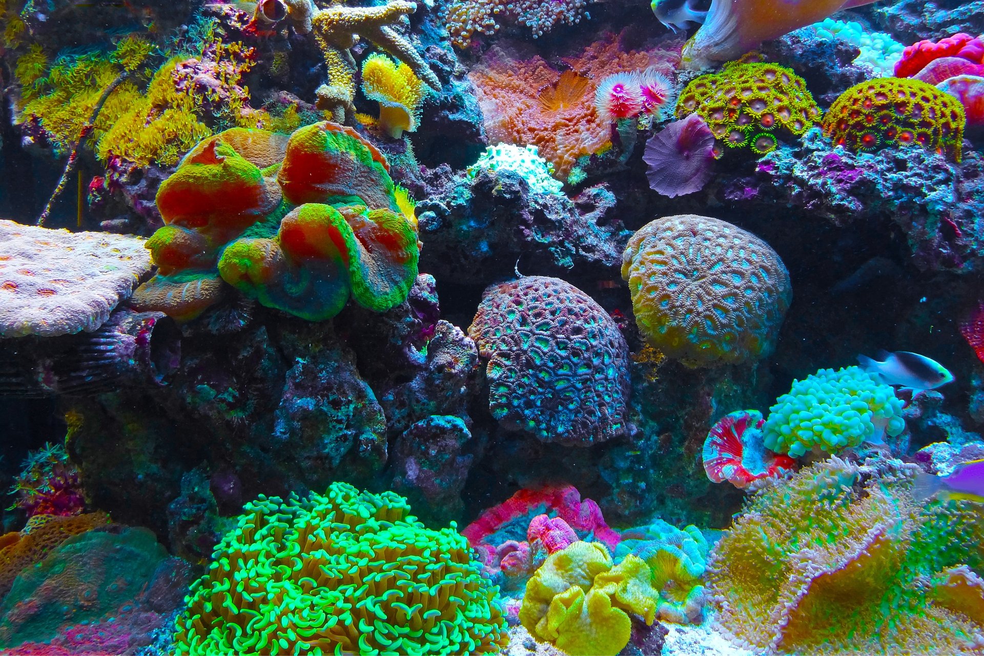 a beautiful colourful coral reef
