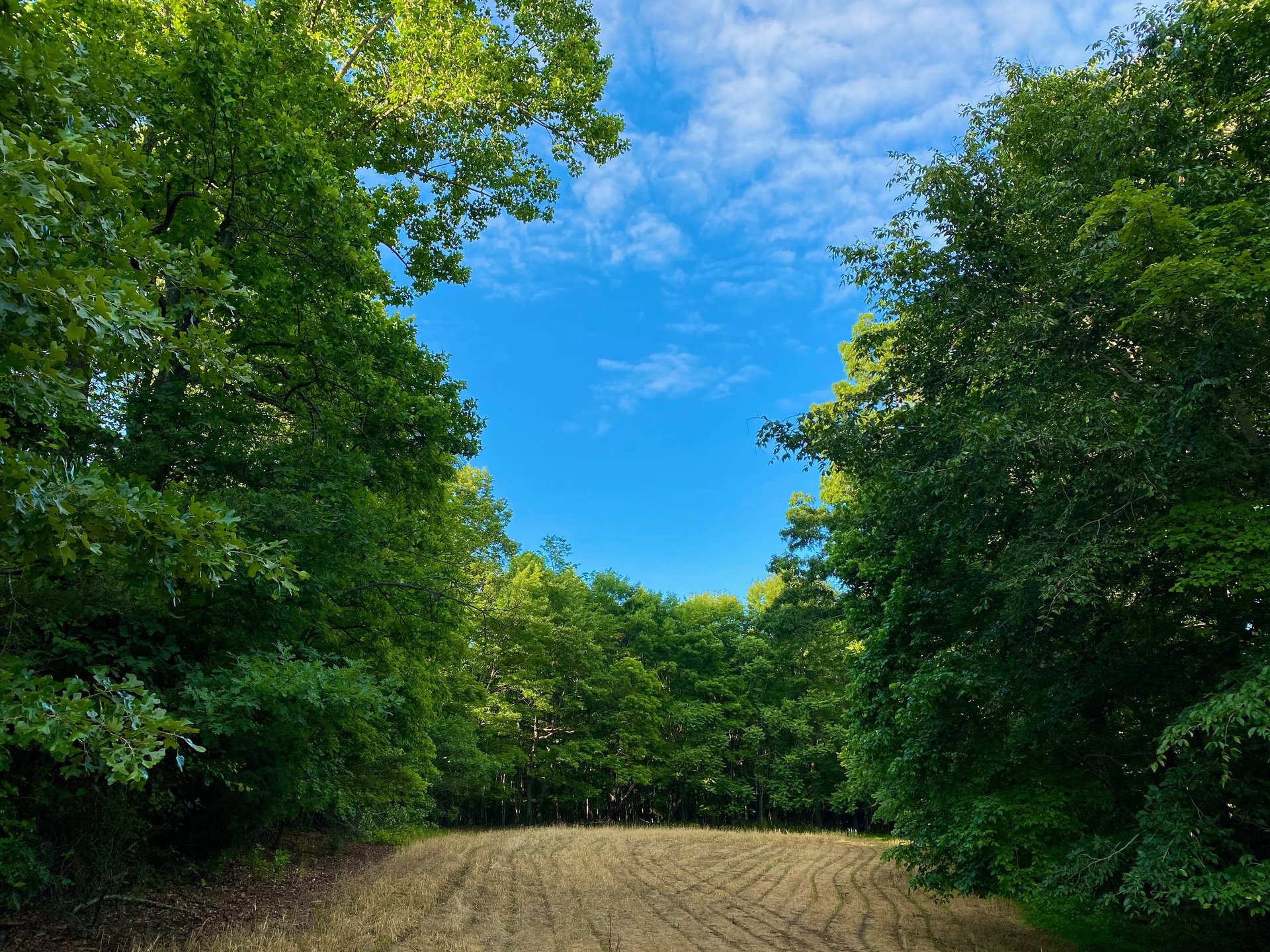green plant on persons hand
