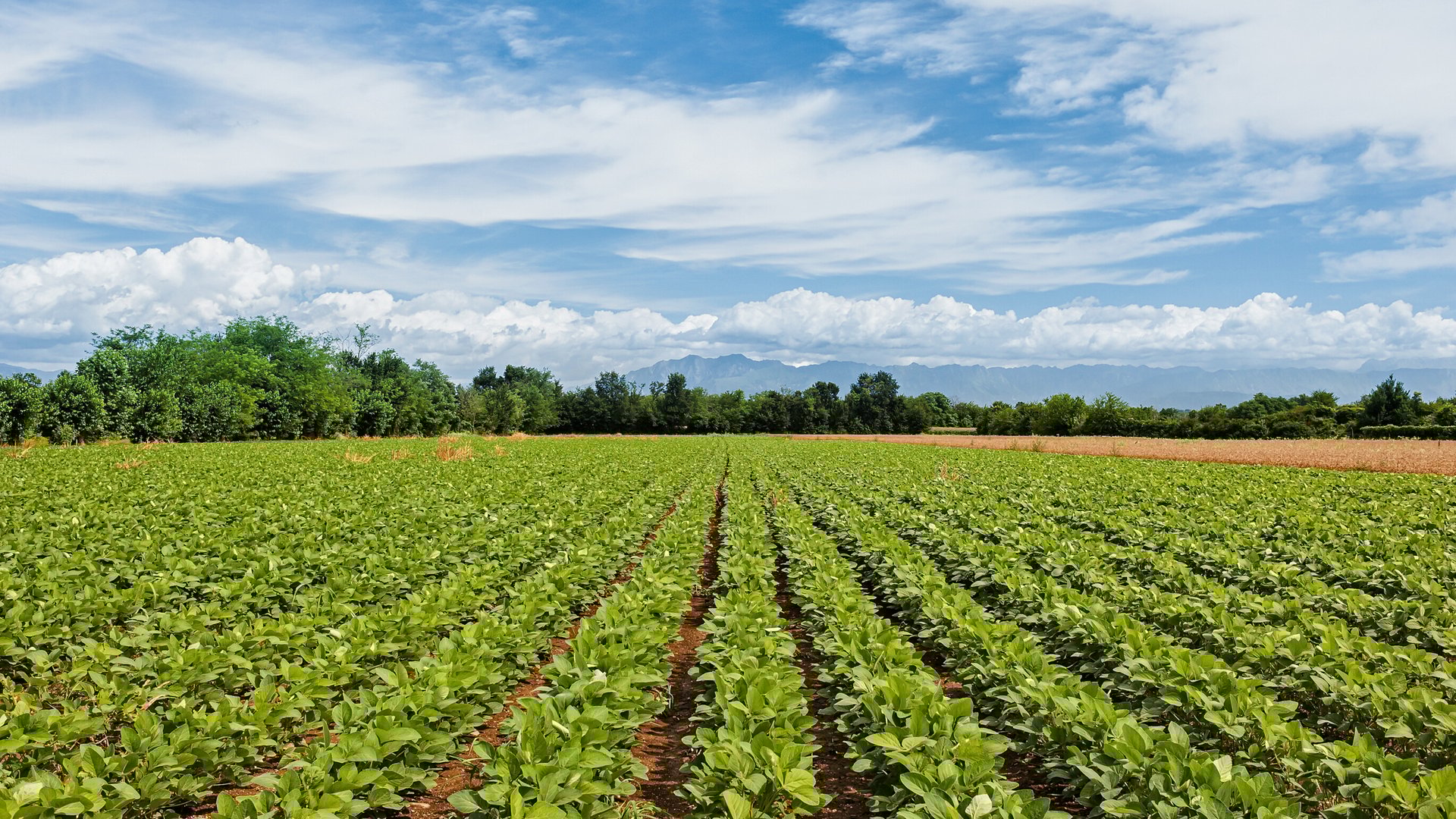 black and brown leather padded tub sofa