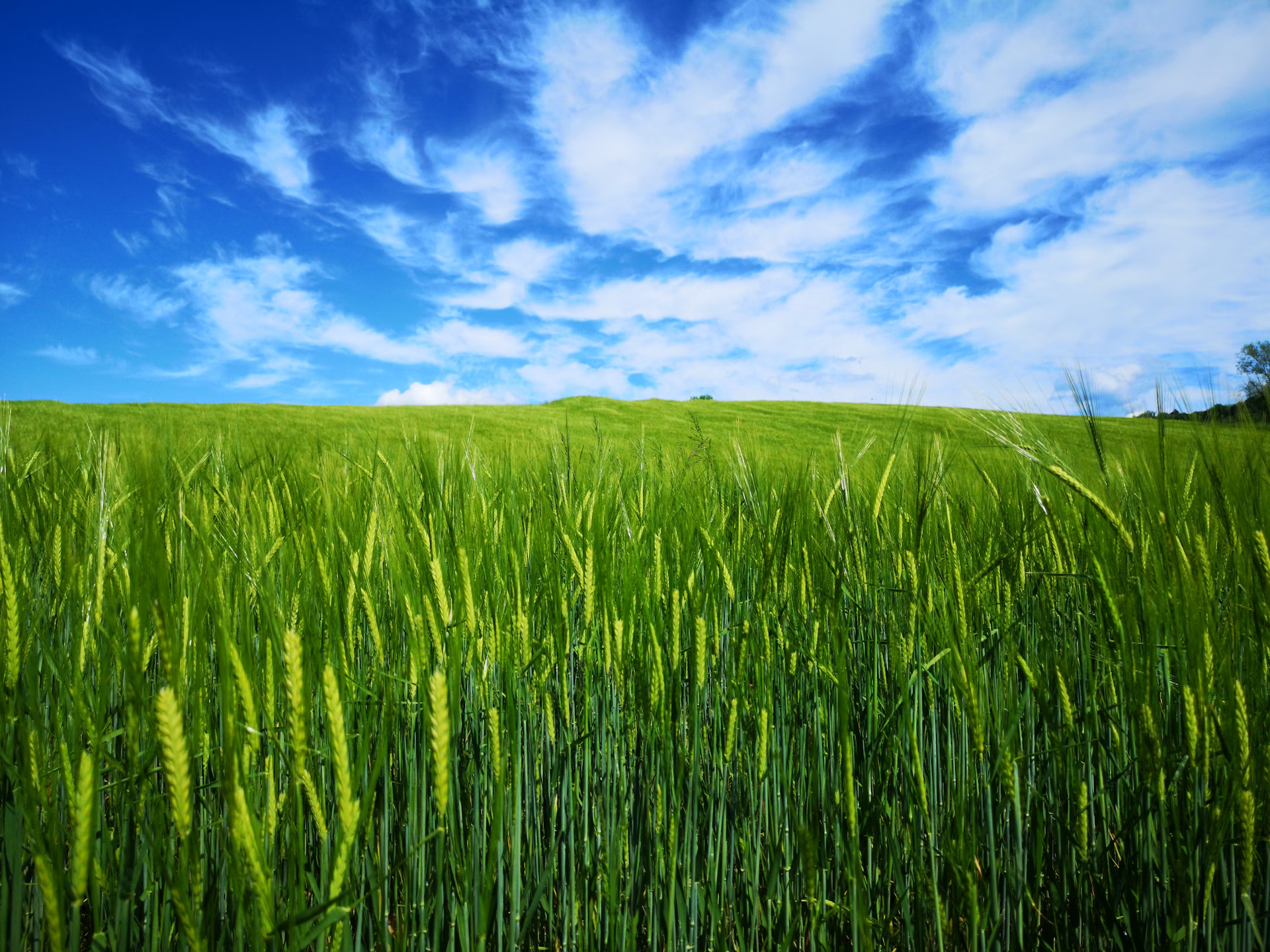 green grass under cloudy sky during daytime