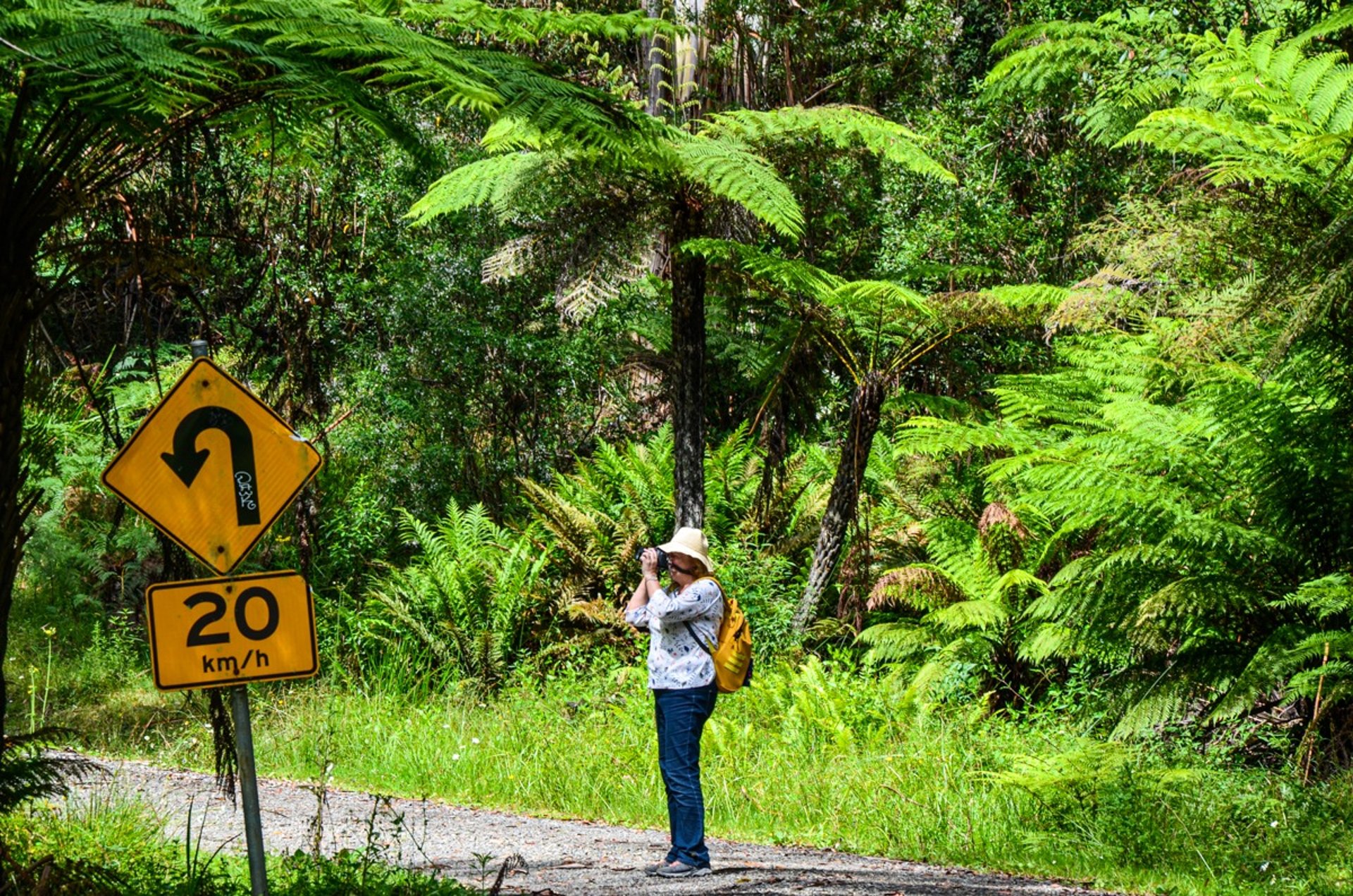Dandenong Ranges Loop Trail