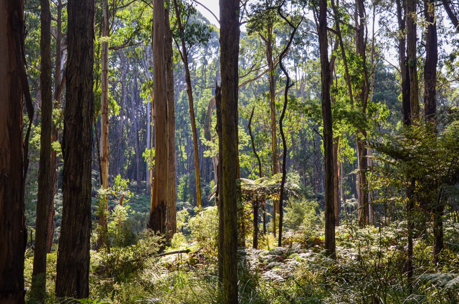 Dandenong Ranges Loop Trail