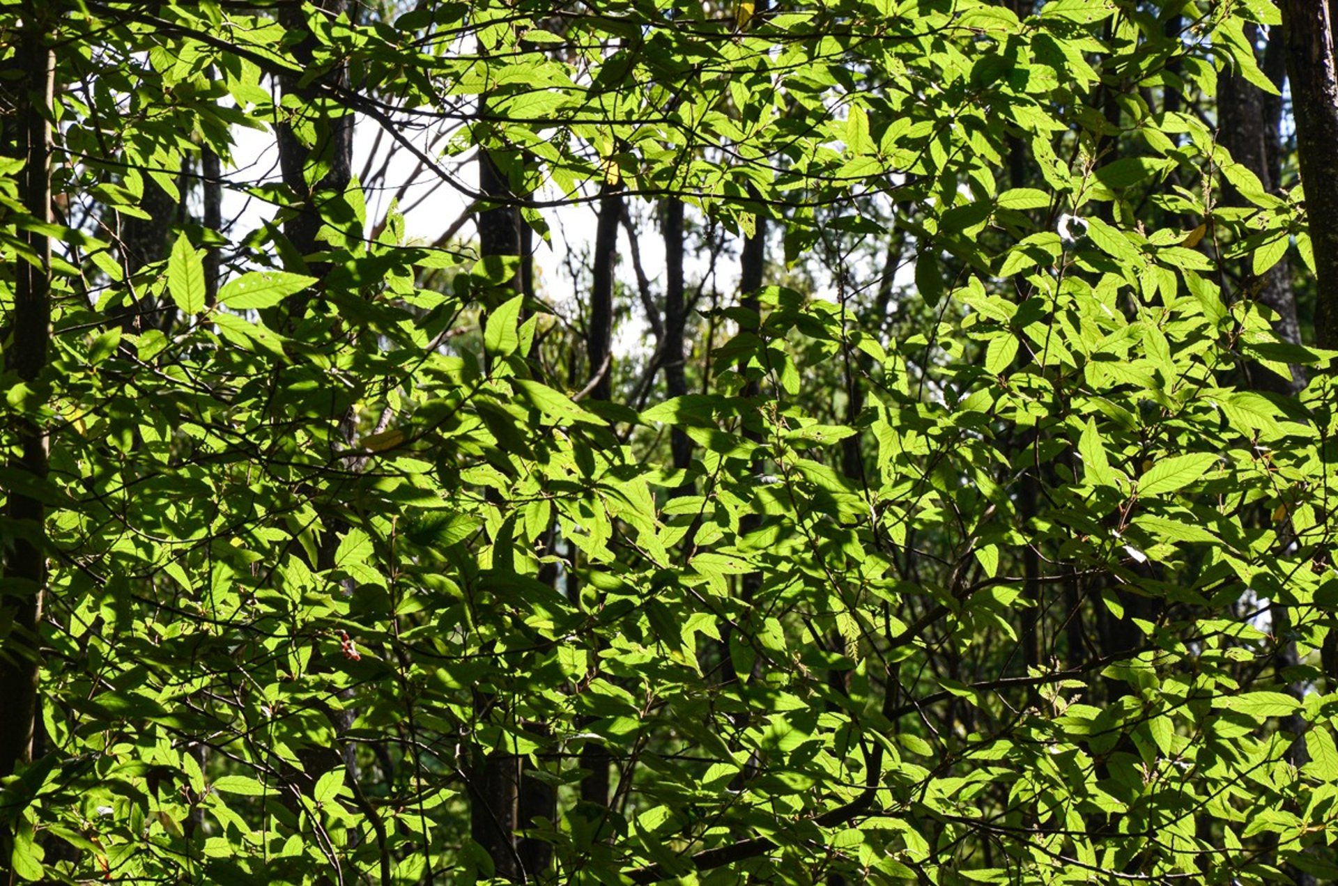 Dandenong Ranges Loop Trail