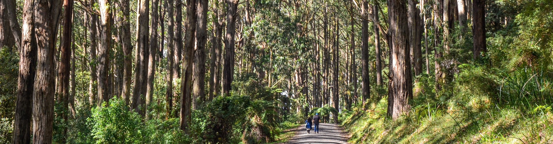 Dandenong Ranges Loop Trail