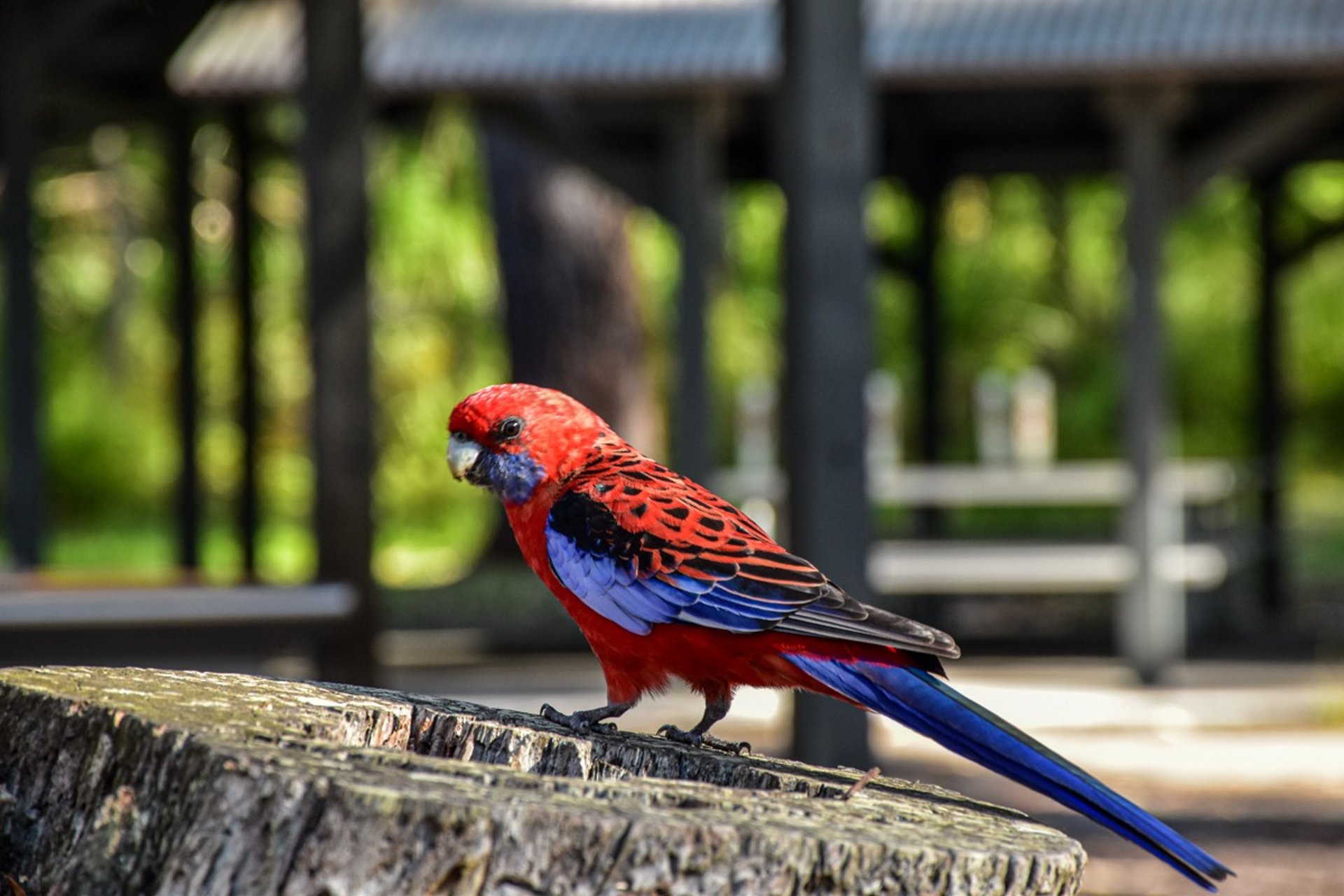 A crimson rosella in Booderee National Park in Jervis Bay